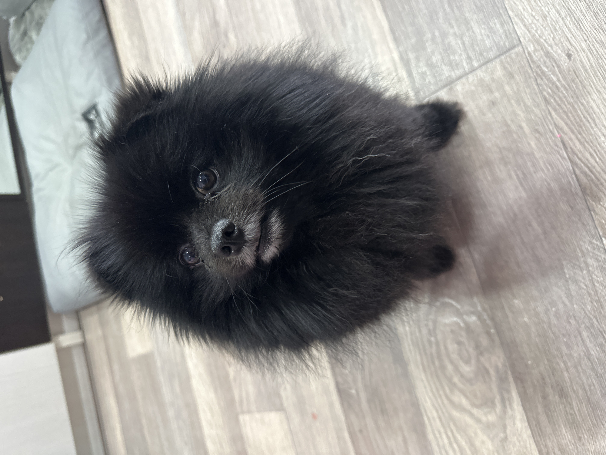 Fluffy black Pomeranian poses on a wooden floor in Kazakhstan