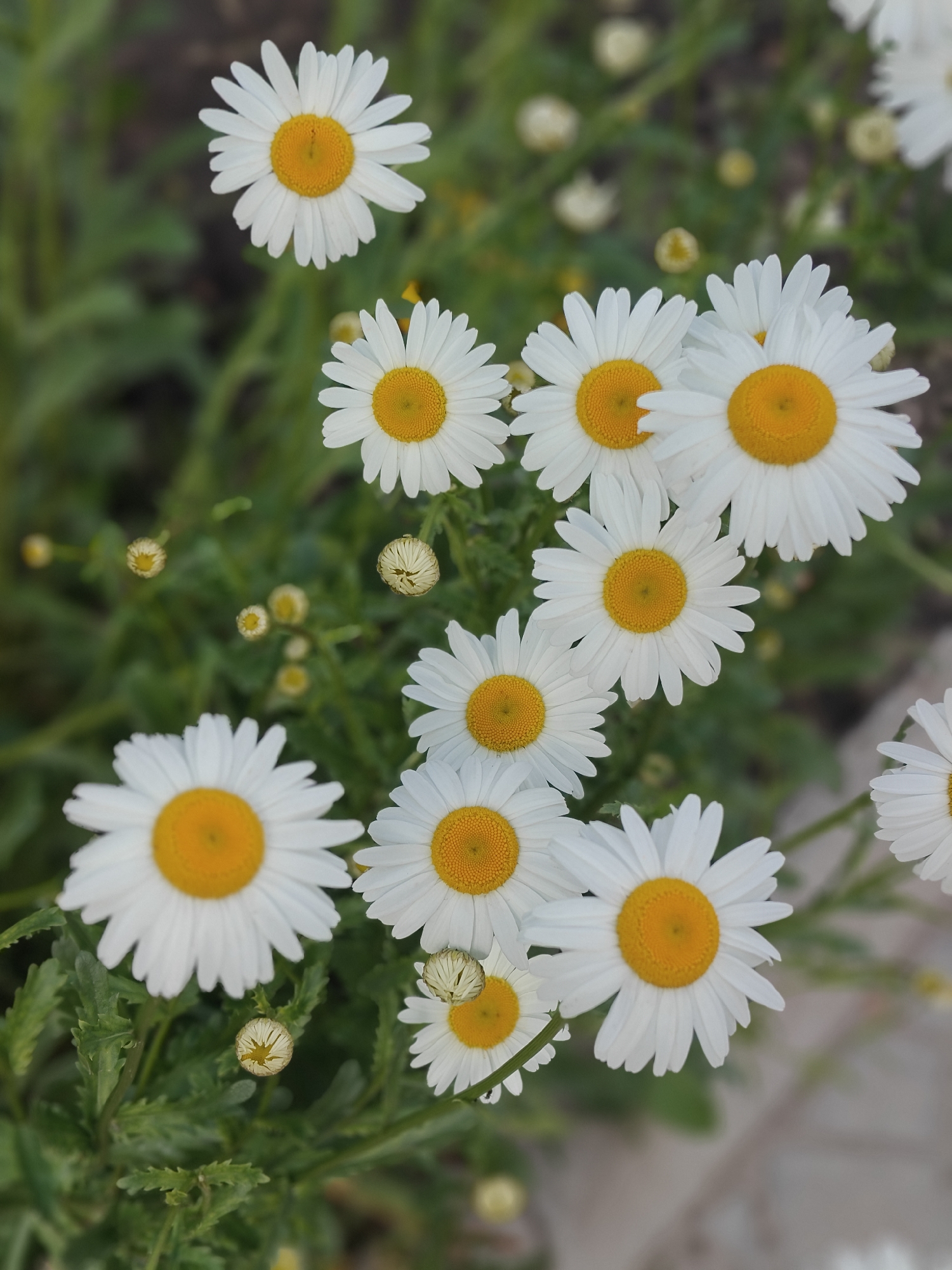 Witness documents spring day scenes in Hadiach, Ukraine