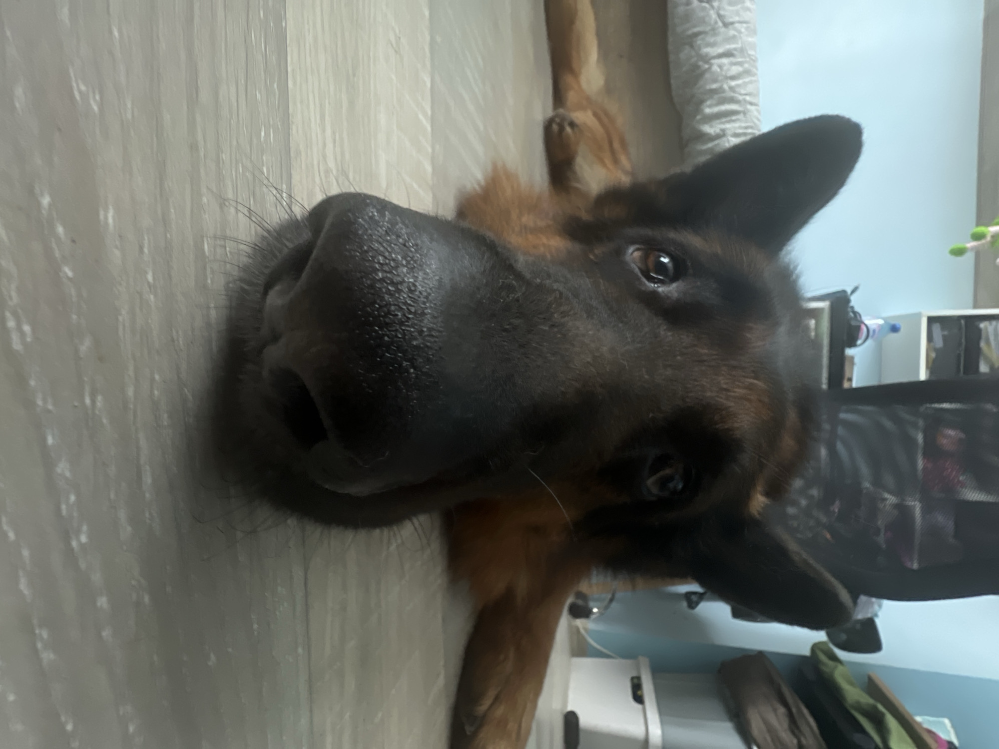 German Shepherd photographed resting on floor in Bulgaria