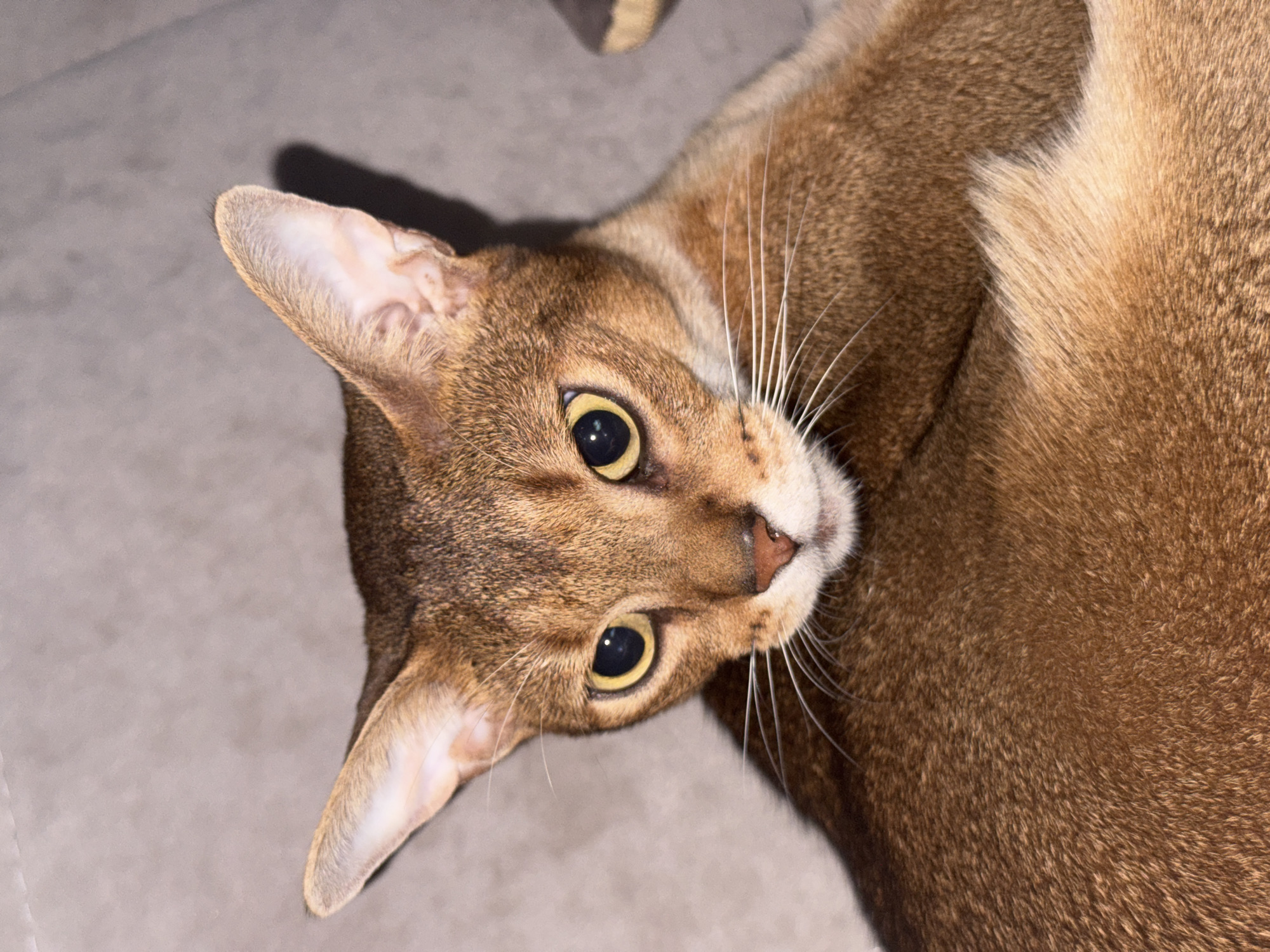 Abyssinian cat relaxes and plays on a sofa in Russia