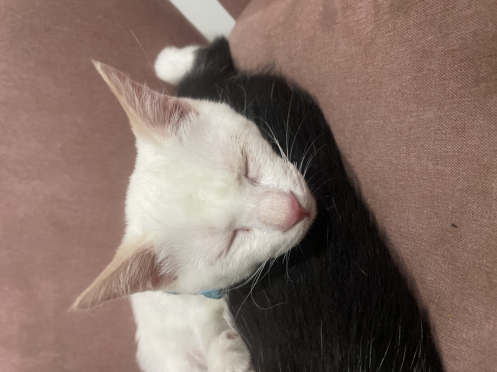 Two cats sleep together on furniture in Denpasar