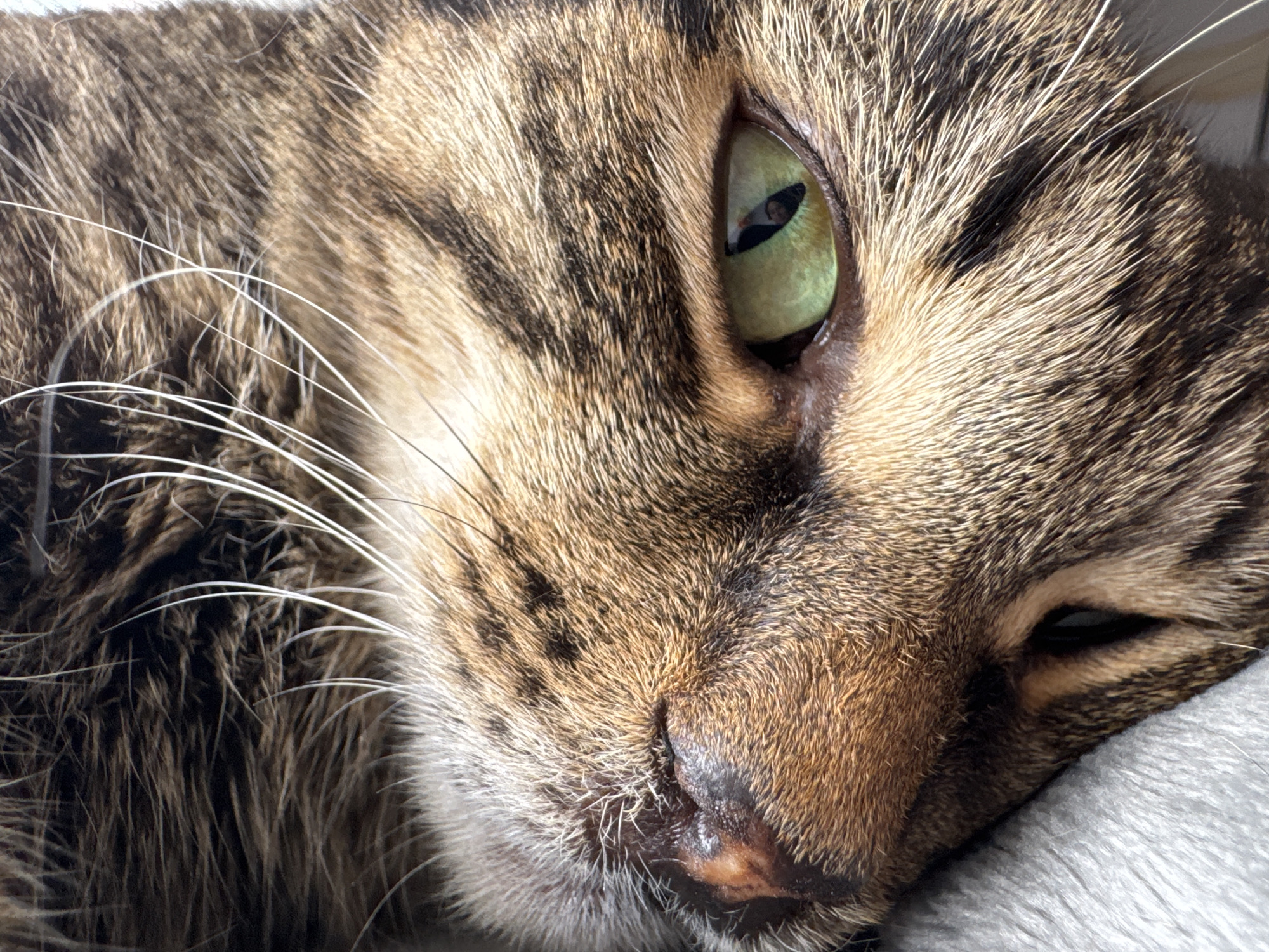 Tabby cat photographed resting in Chernushka, Russia Sunday morning