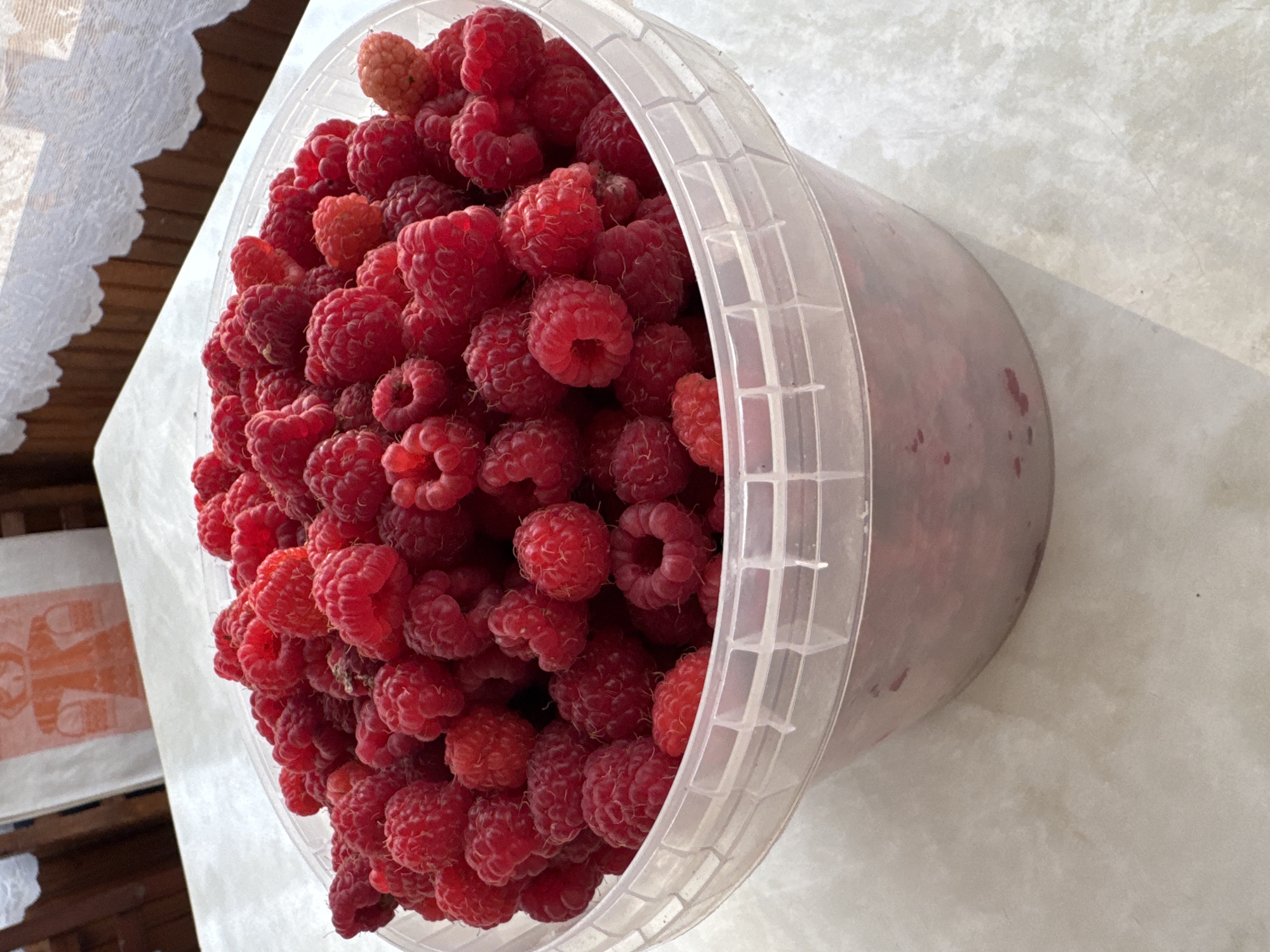 Fresh raspberries harvested from a backyard bush in rural Russia