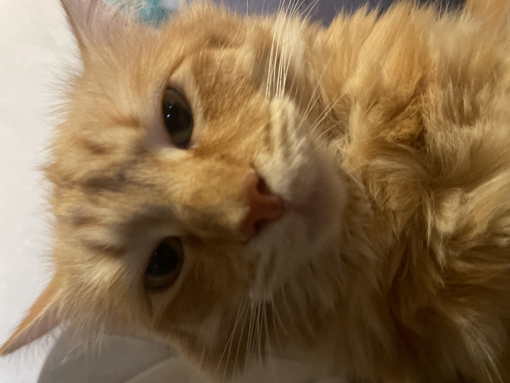 Orange tabby cat: eye contact, head tilt, and a big yawn