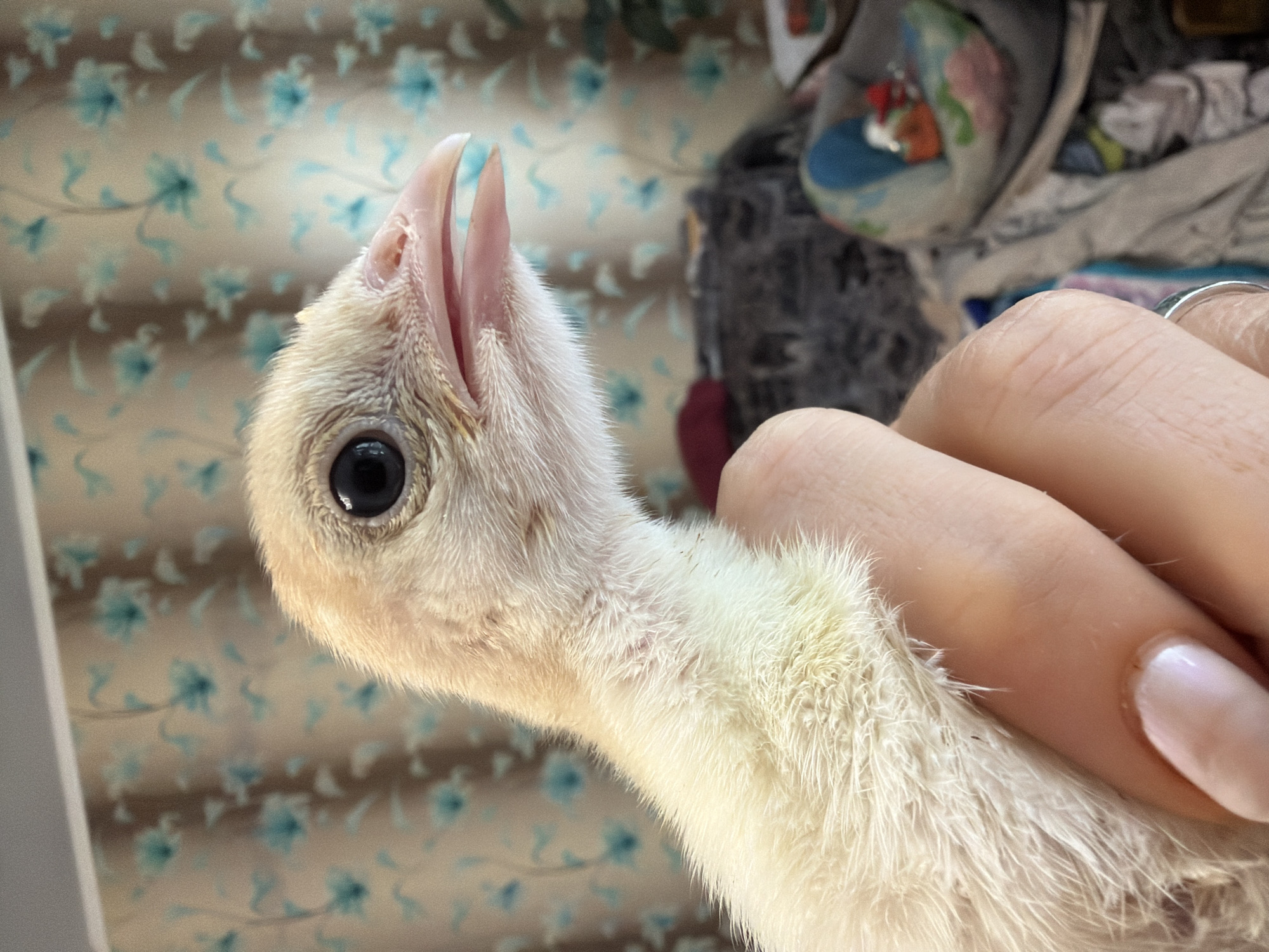 Person documents young poultry in Russian town enclosure