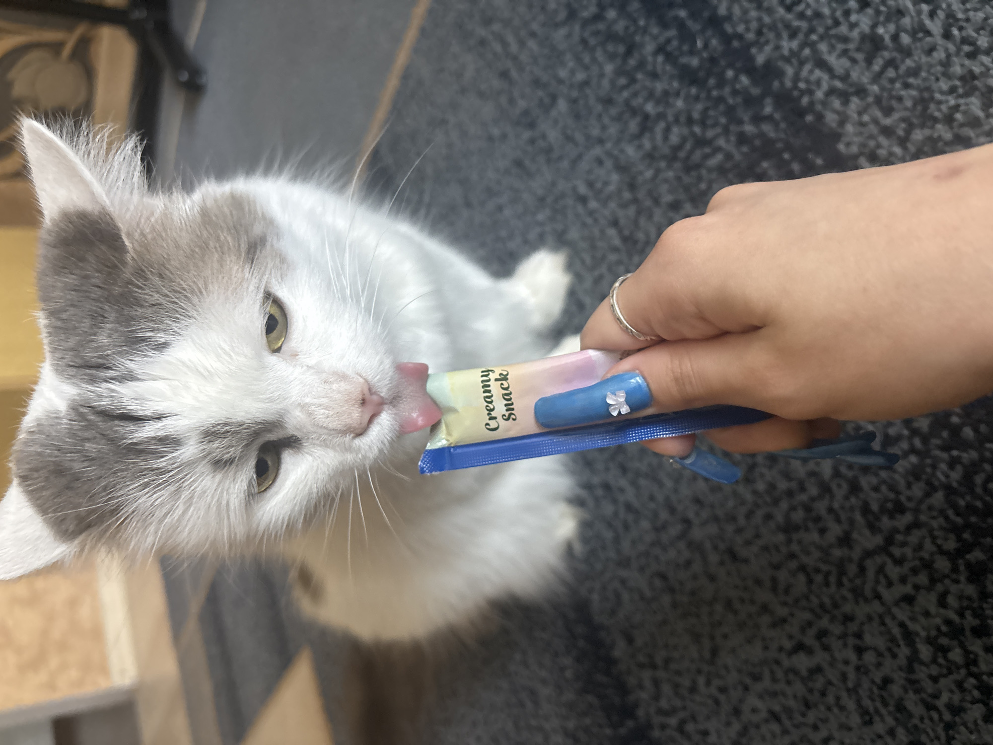 Cat snack time and everyday life in Kryvyi Rih