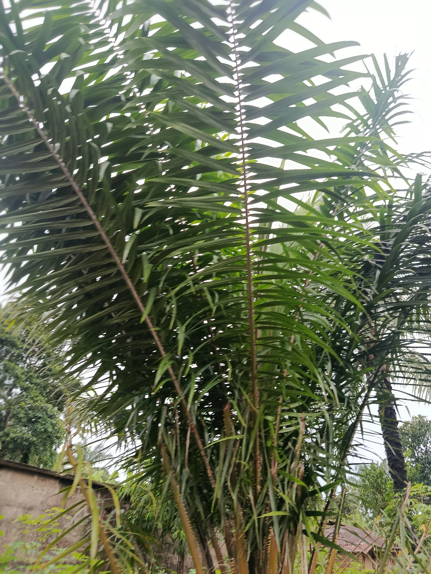 Rural Ukpor morning: muddy roads, weathered gates, tropical vegetation