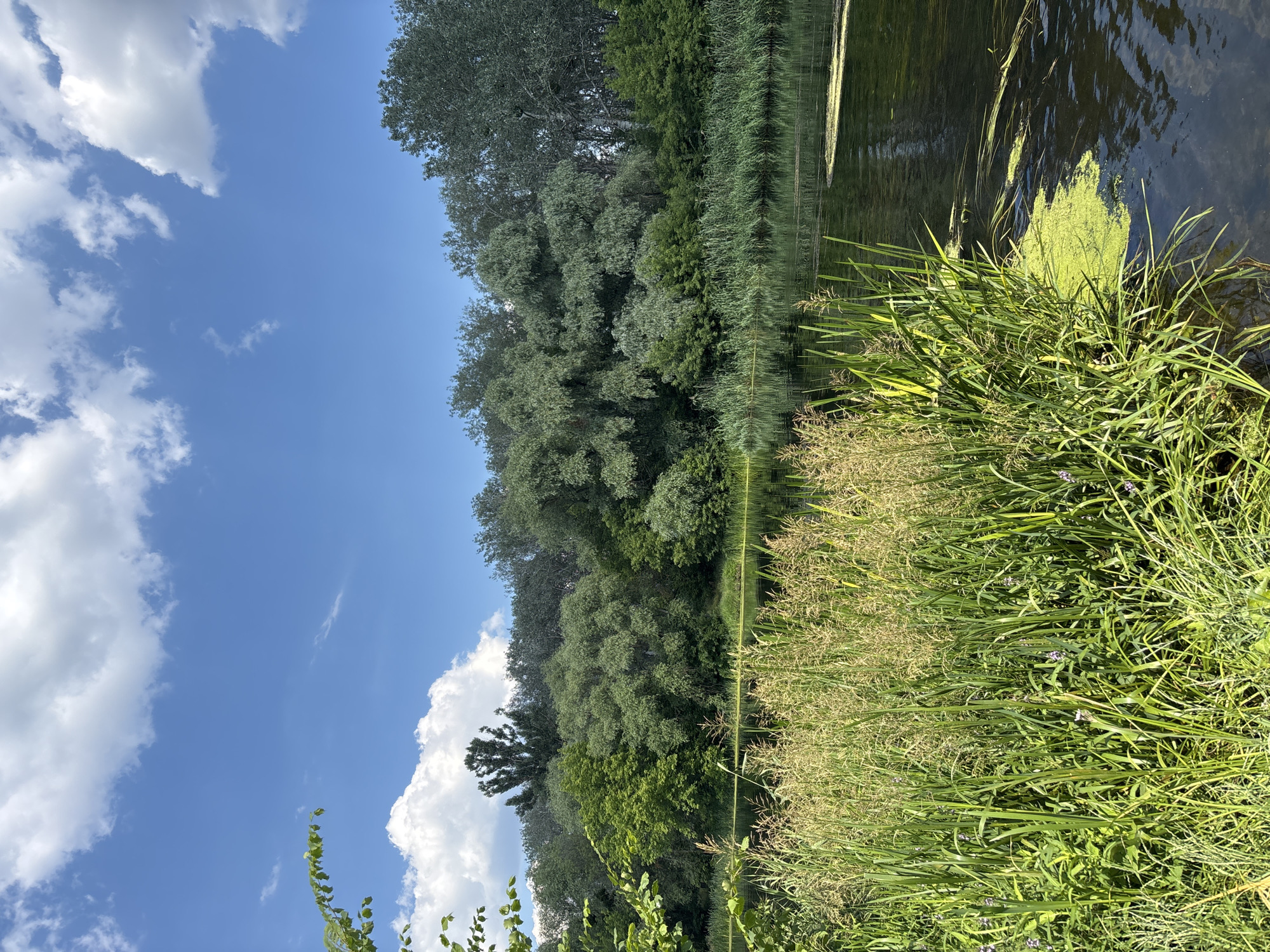 Calm summer afternoon along a river near Zmiiv, Ukraine