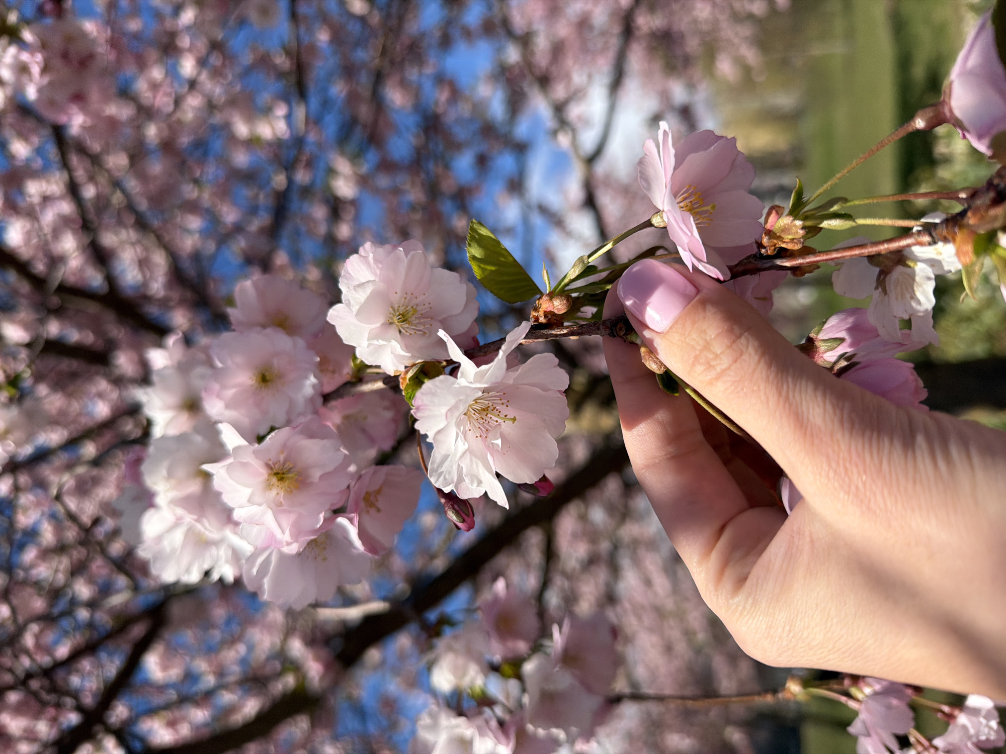 Spring blooms and park life documented across Riga