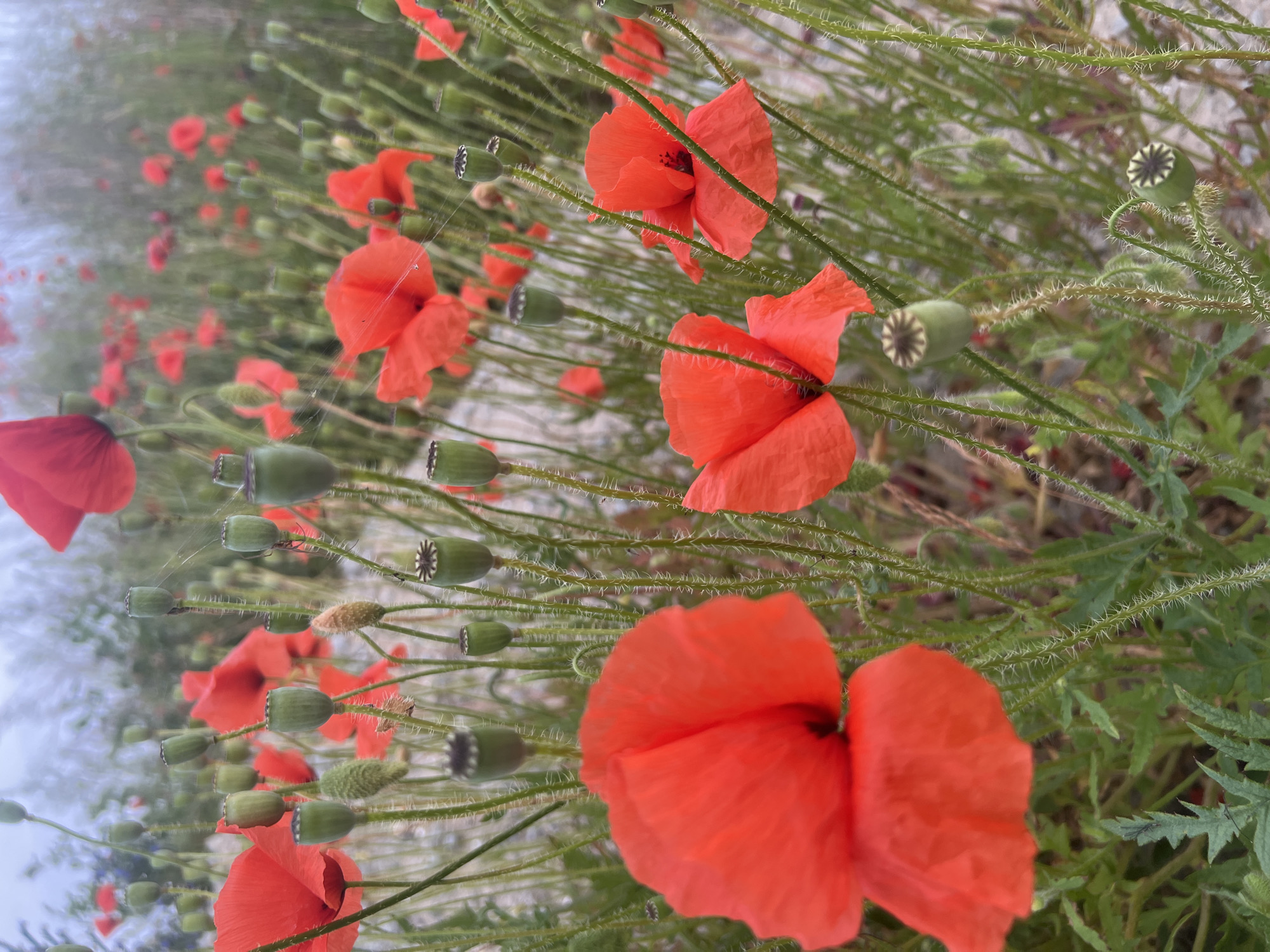 Wild poppies and summer blooms in coastal Estonia