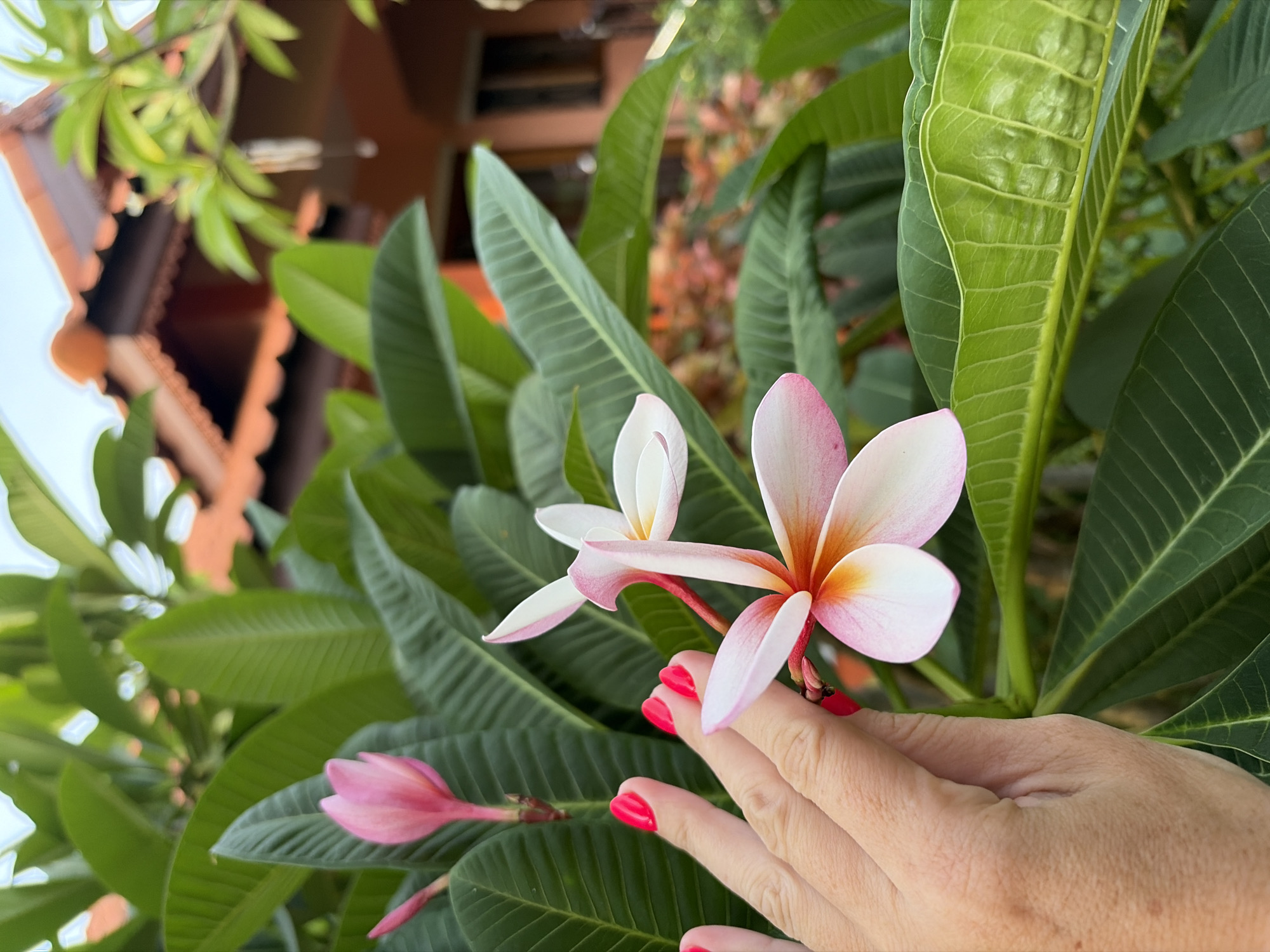 Sunset stroll through Mae Nam — palms, blooms, and street scenes