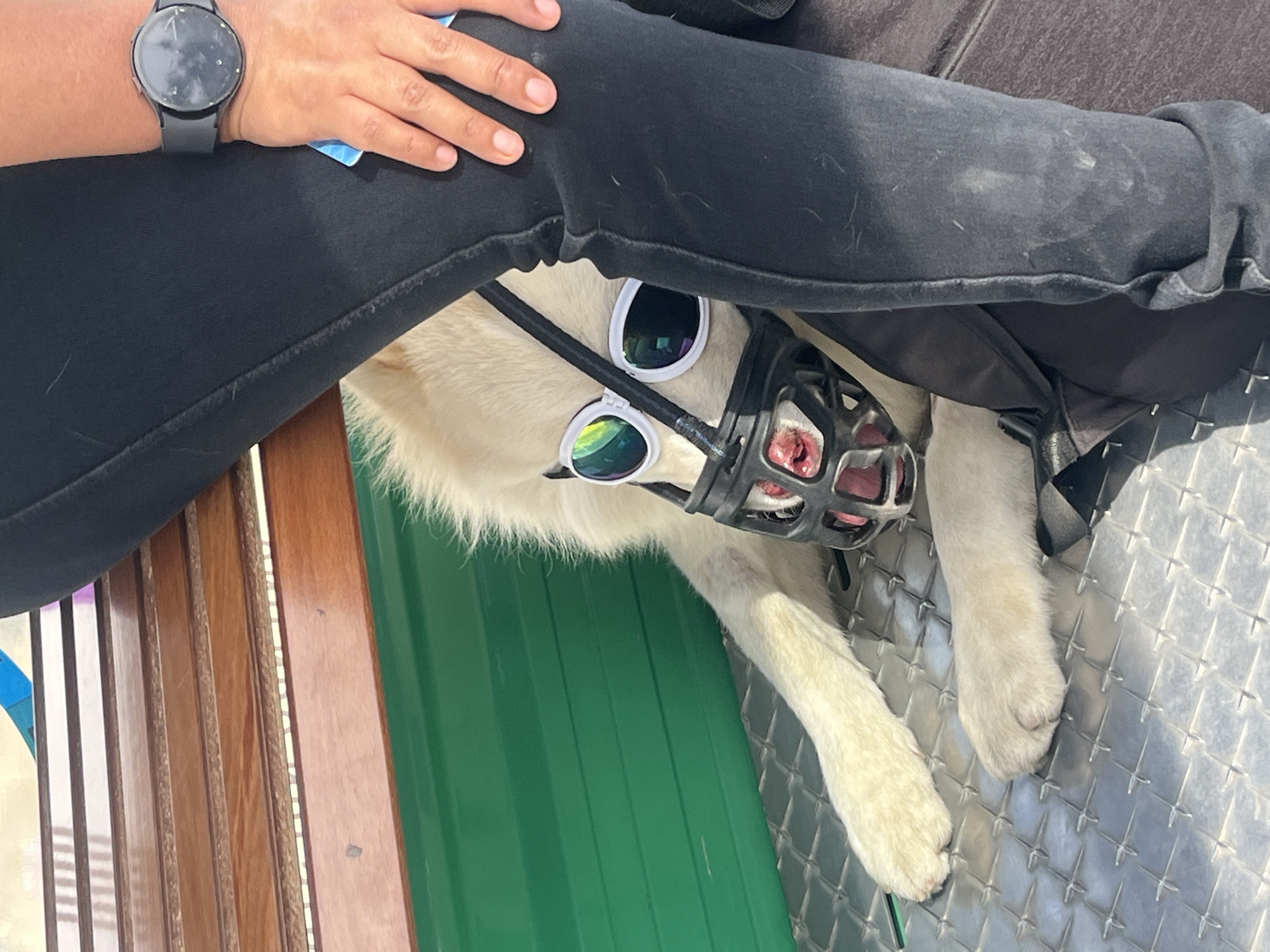 Dog wears double sunglasses in La Paz street photo