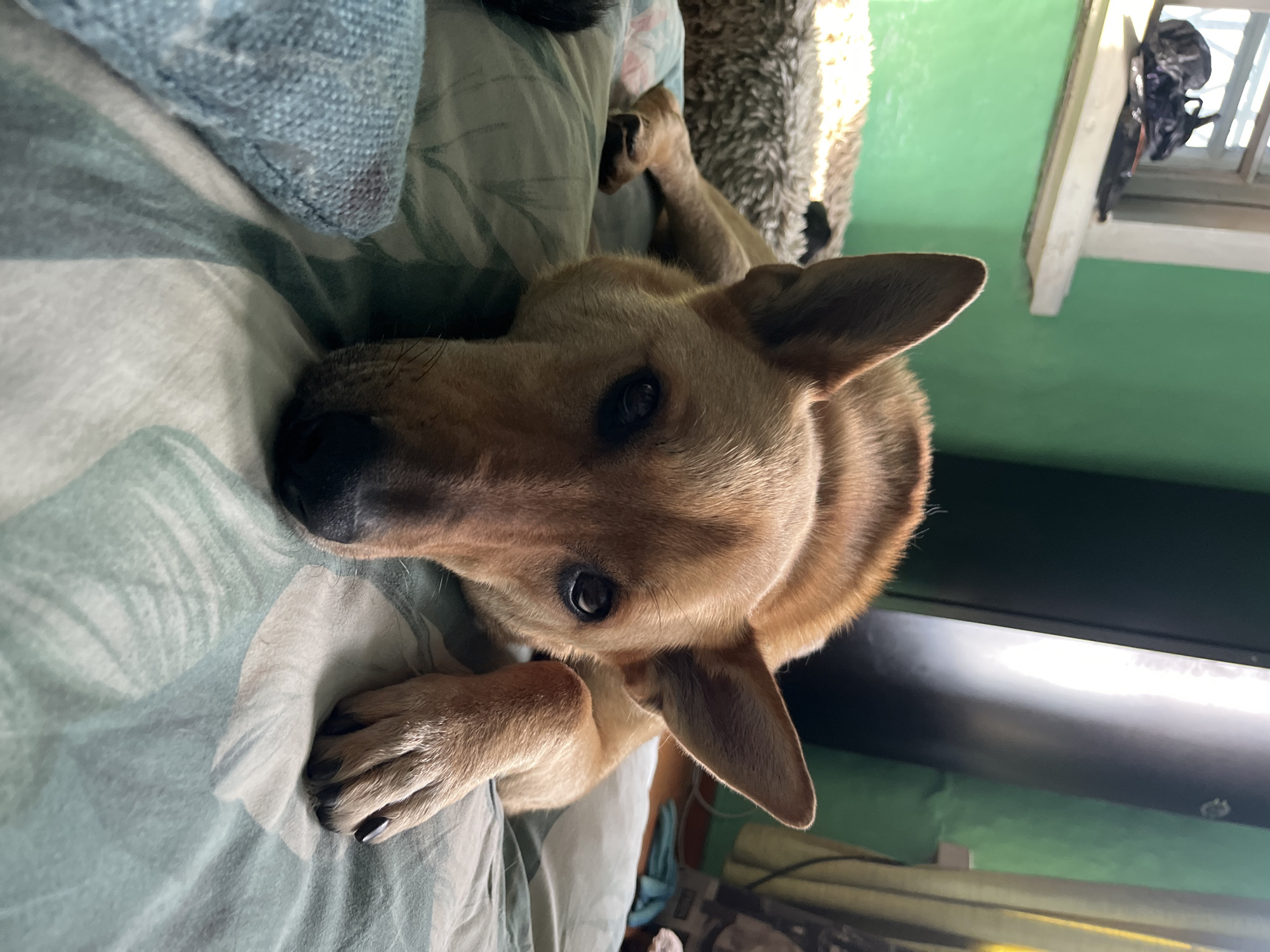 Lazy afternoon with dogs and a Sphynx cat in Nizhny Tagil