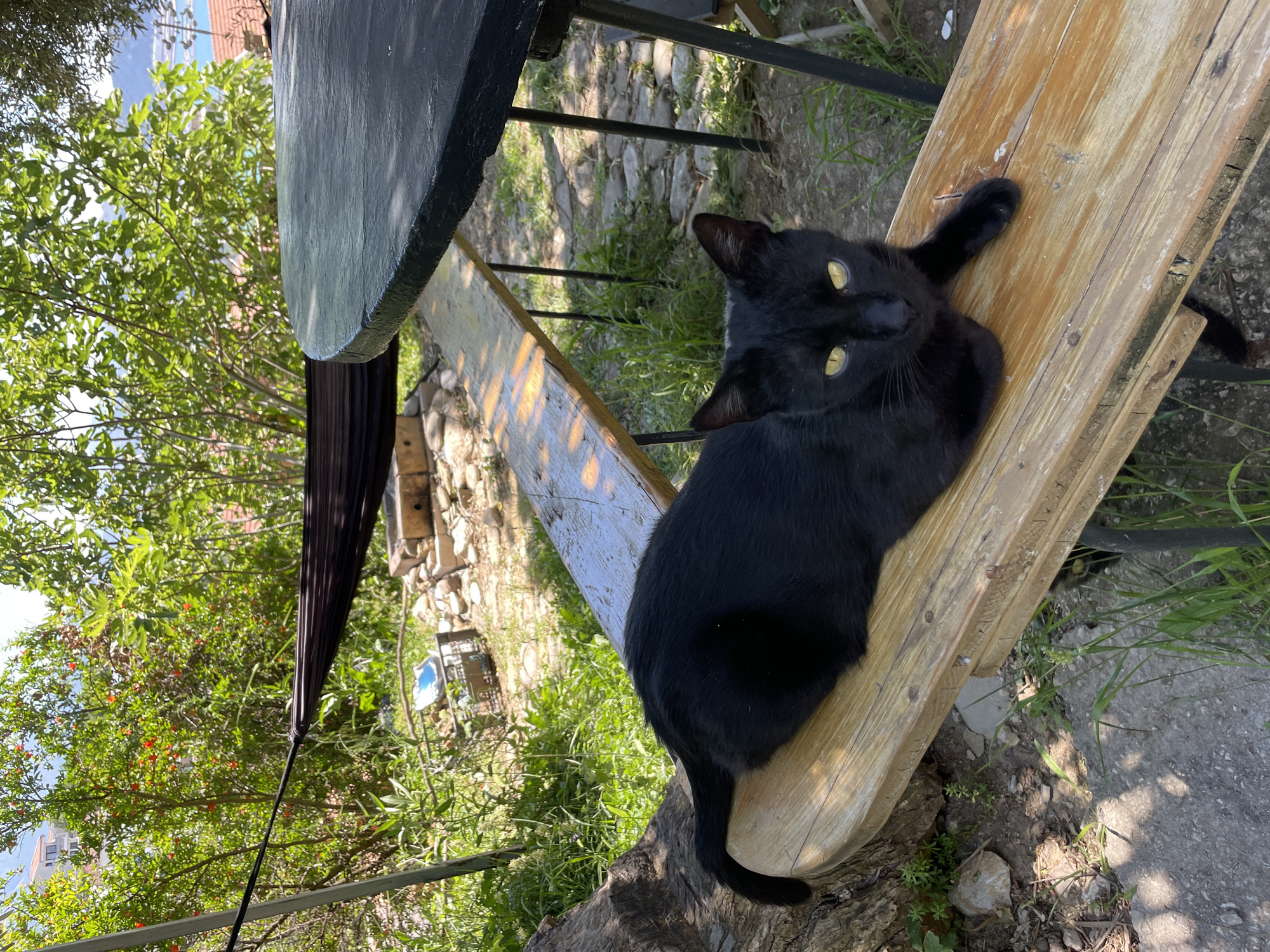 Morning relaxation session with cats documented in Šušanj, Montenegro