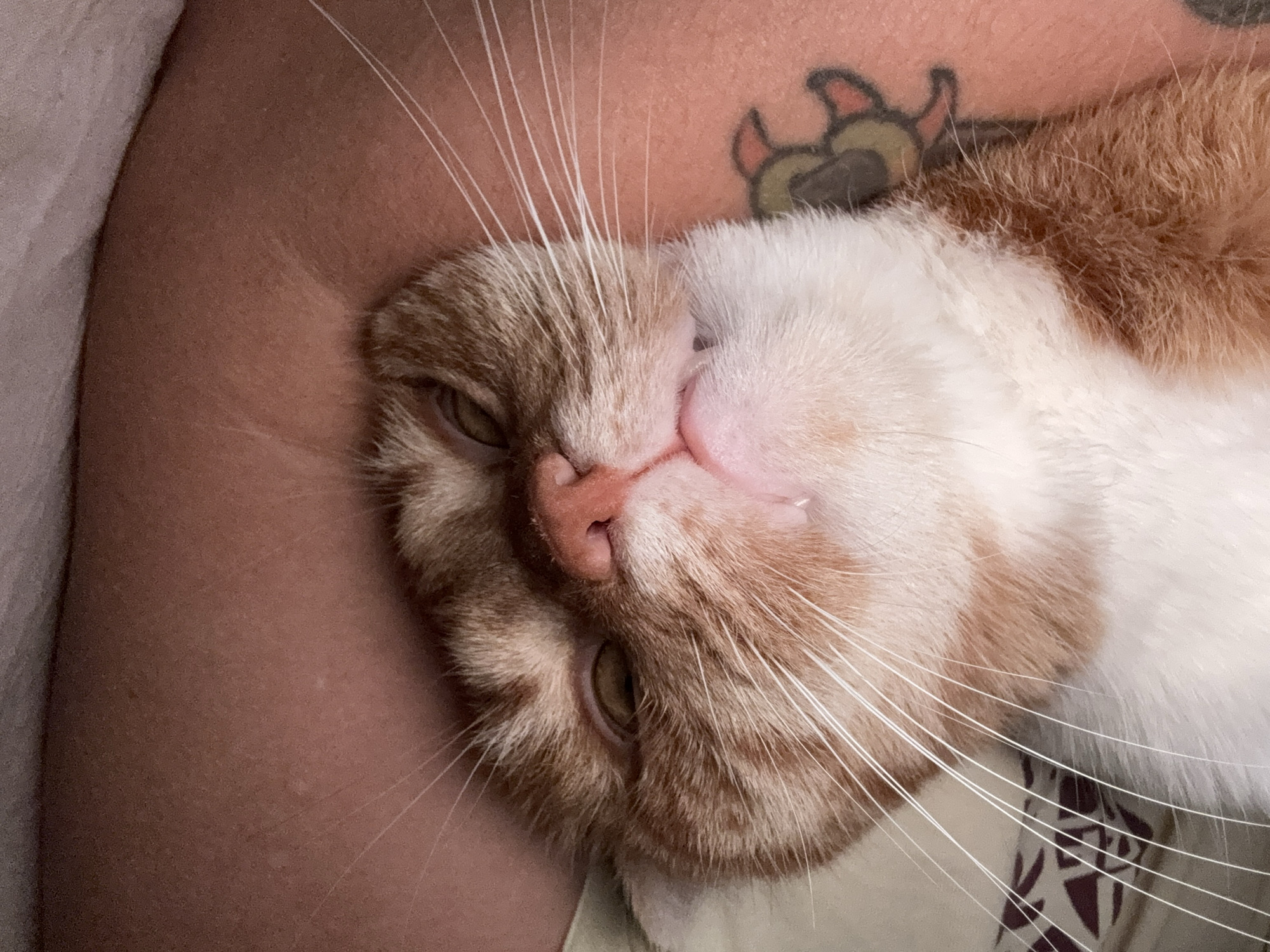 Orange tabby cat napping and yawning in Krasnodar