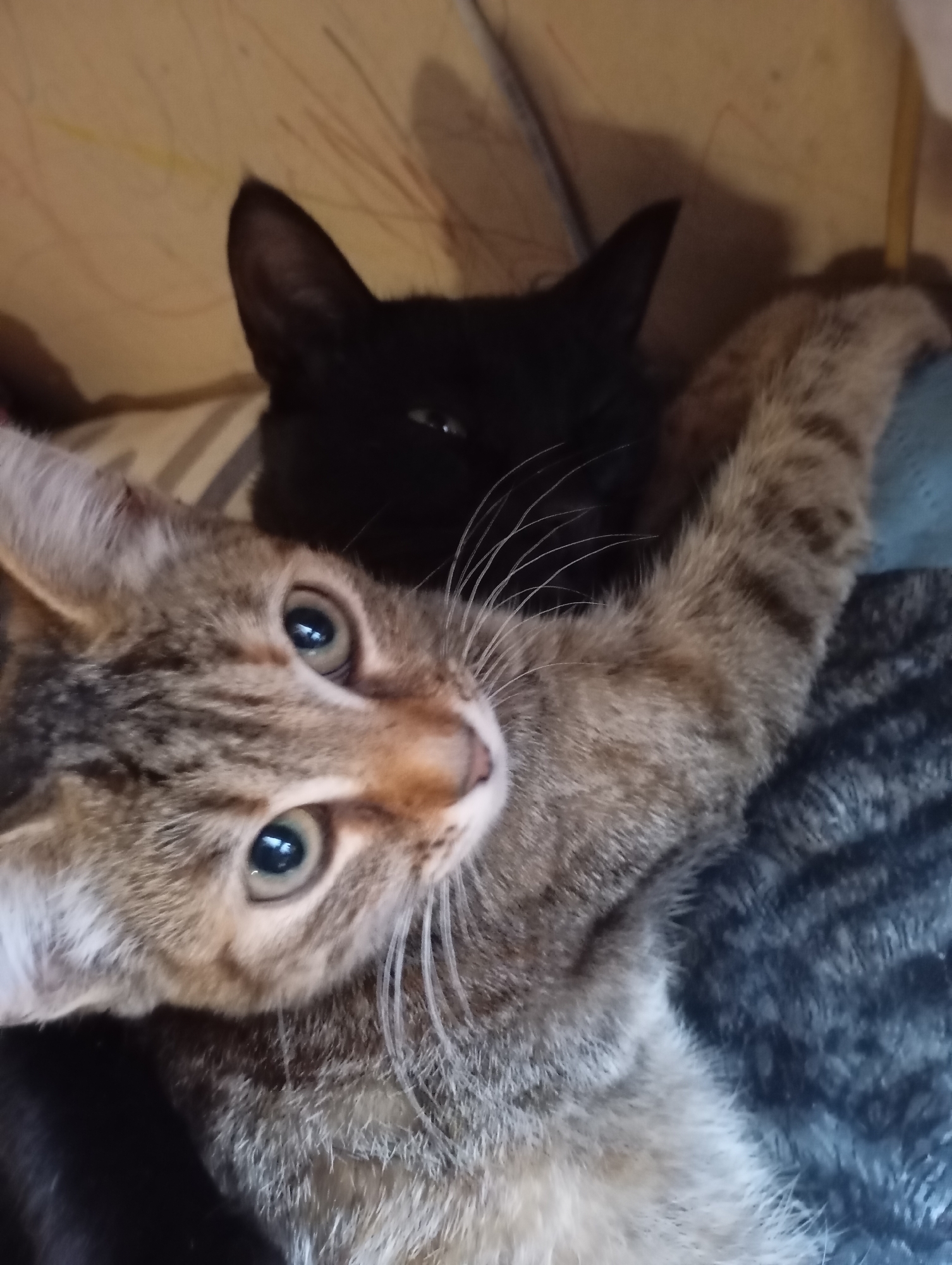 Cats on a blanket and rain-fresh leaves in Fokino