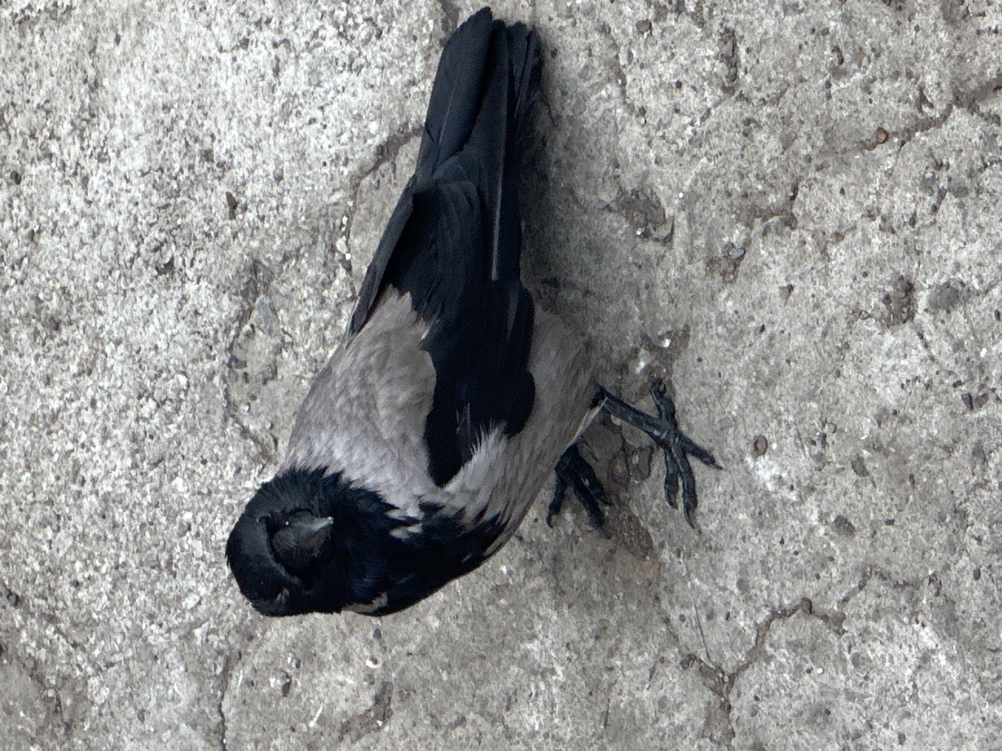 Hooded crows forage near a broken-down truck in Riga