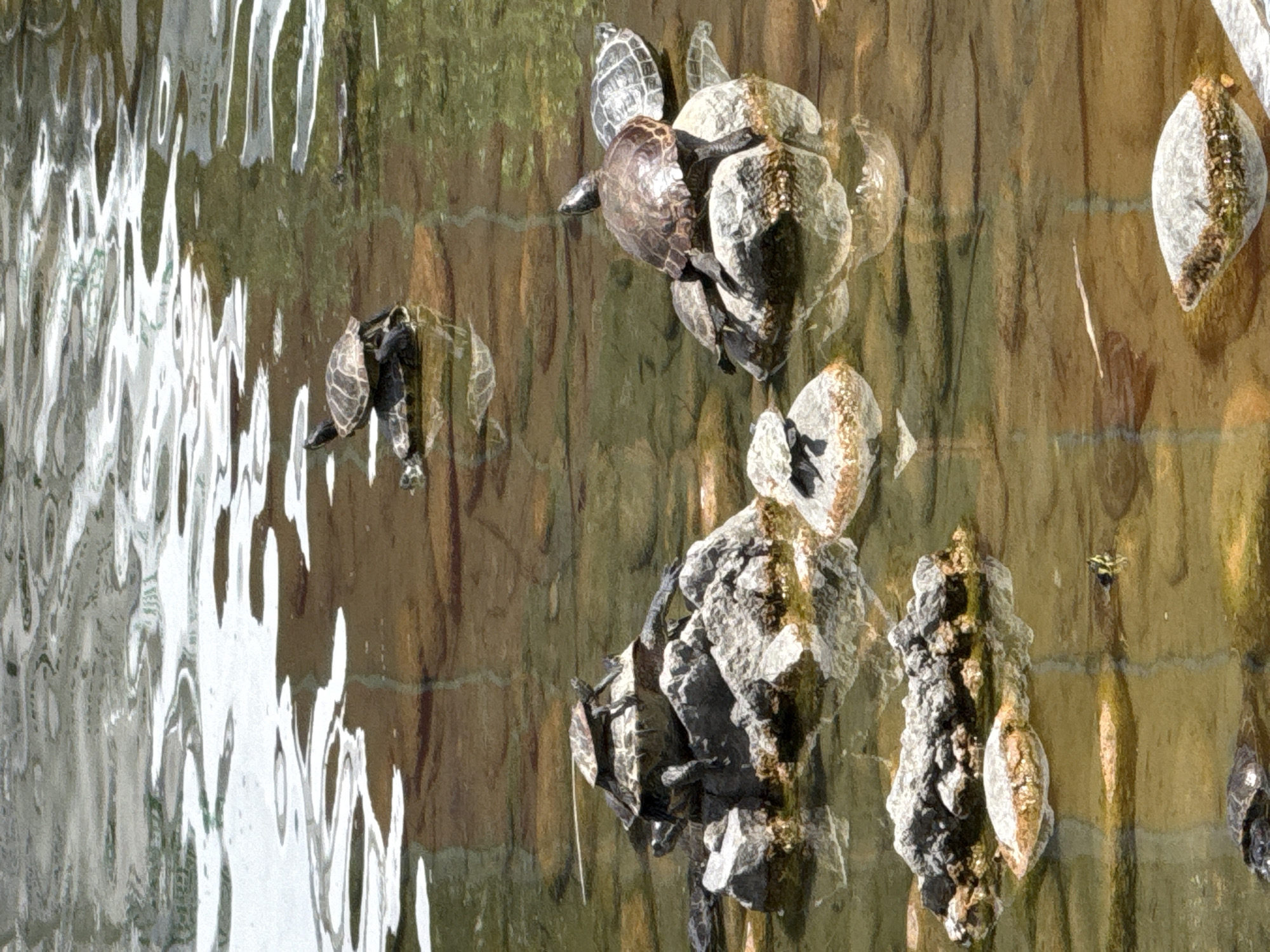 Turtles, ducks, and sparrows fill a Sofia park pond