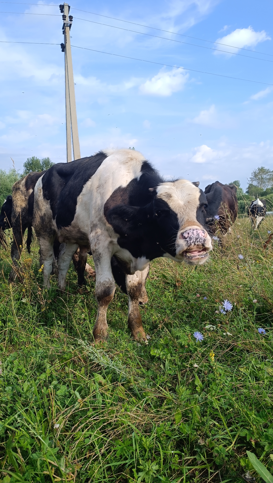 Rural Russian countryside: cows, wildflowers, and old trees in summer