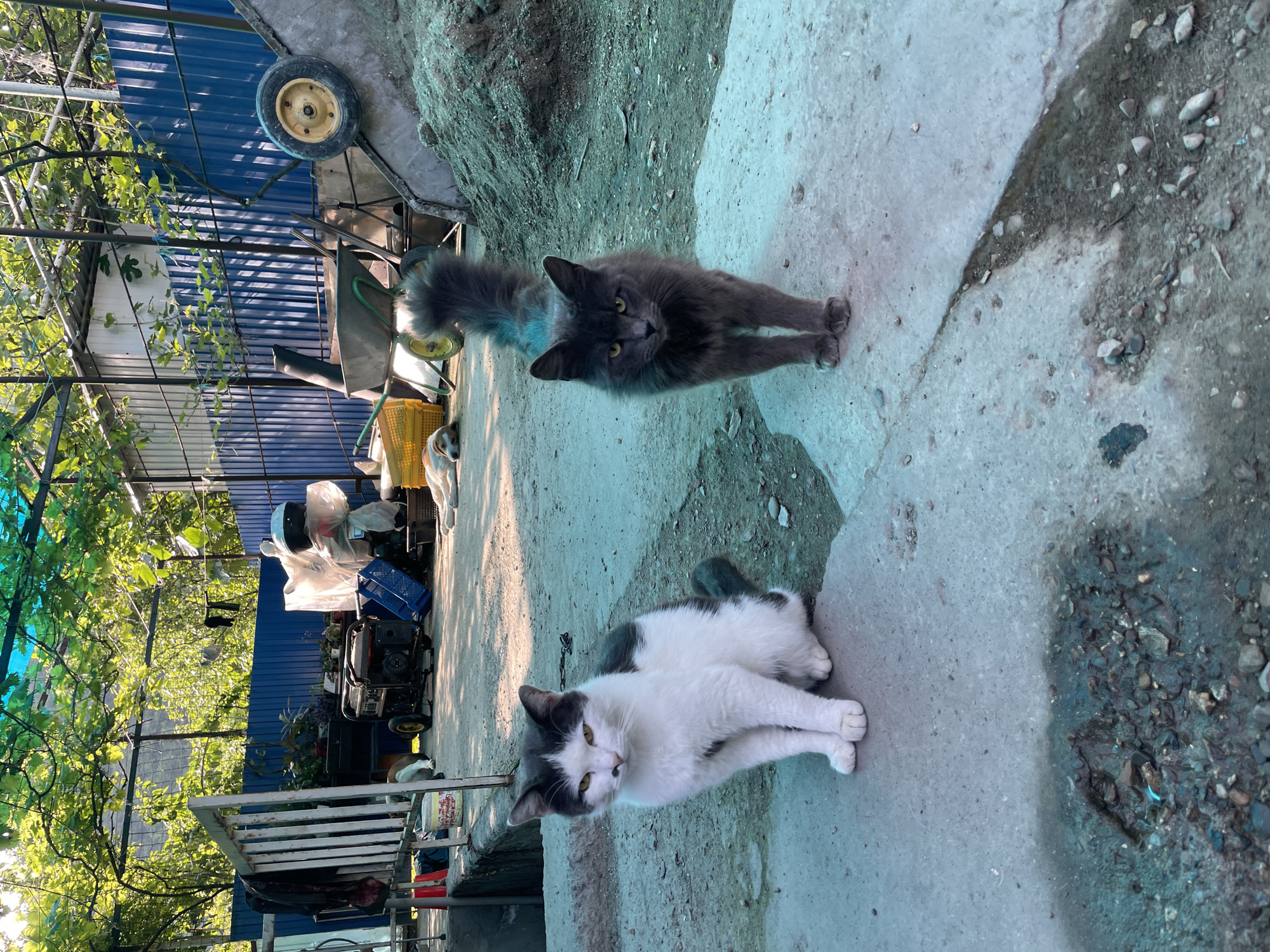 Ordinary domestic life documented in Olginka, Russia residential area