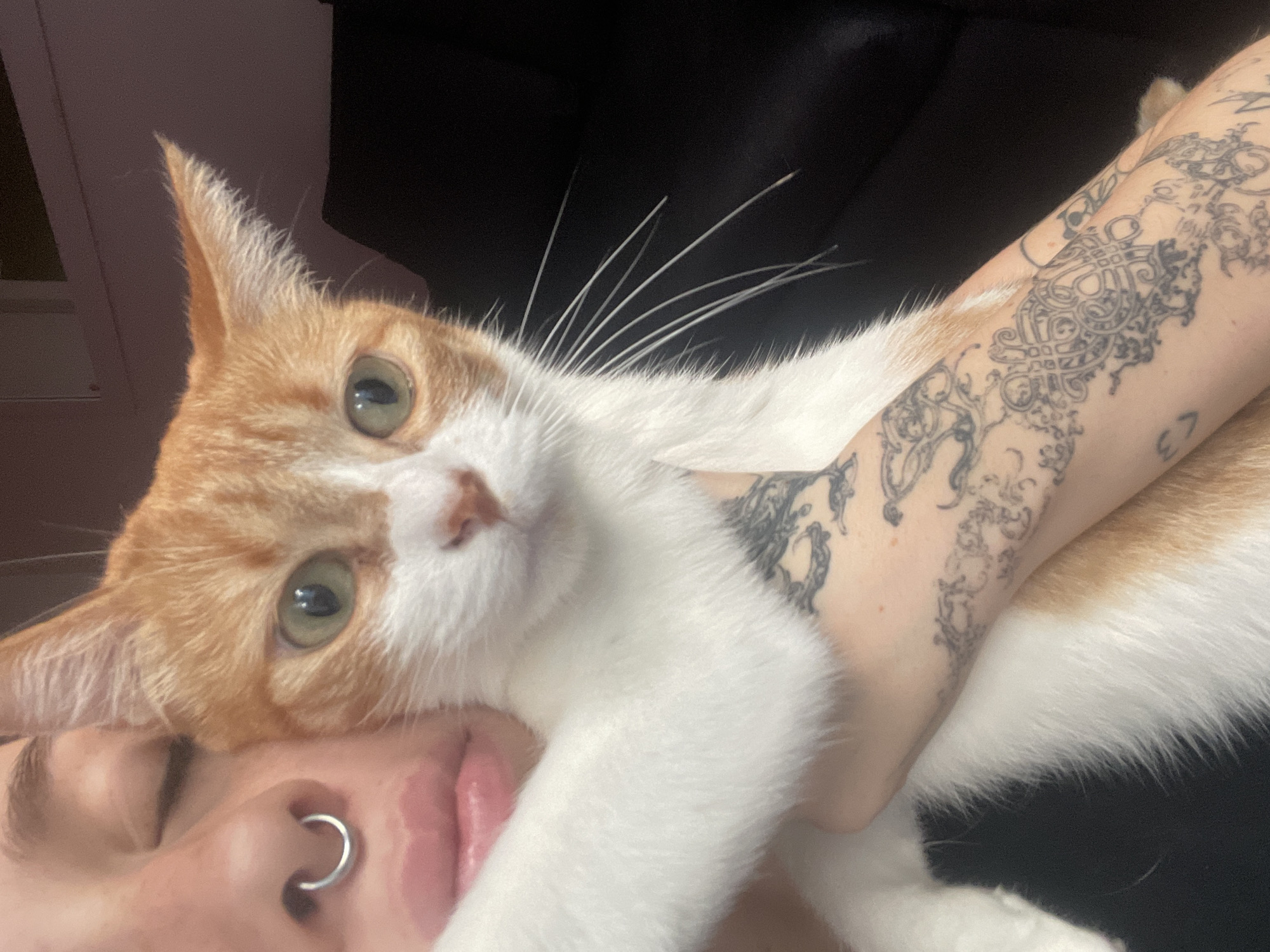 Pet owner shares intimate moment with orange cat