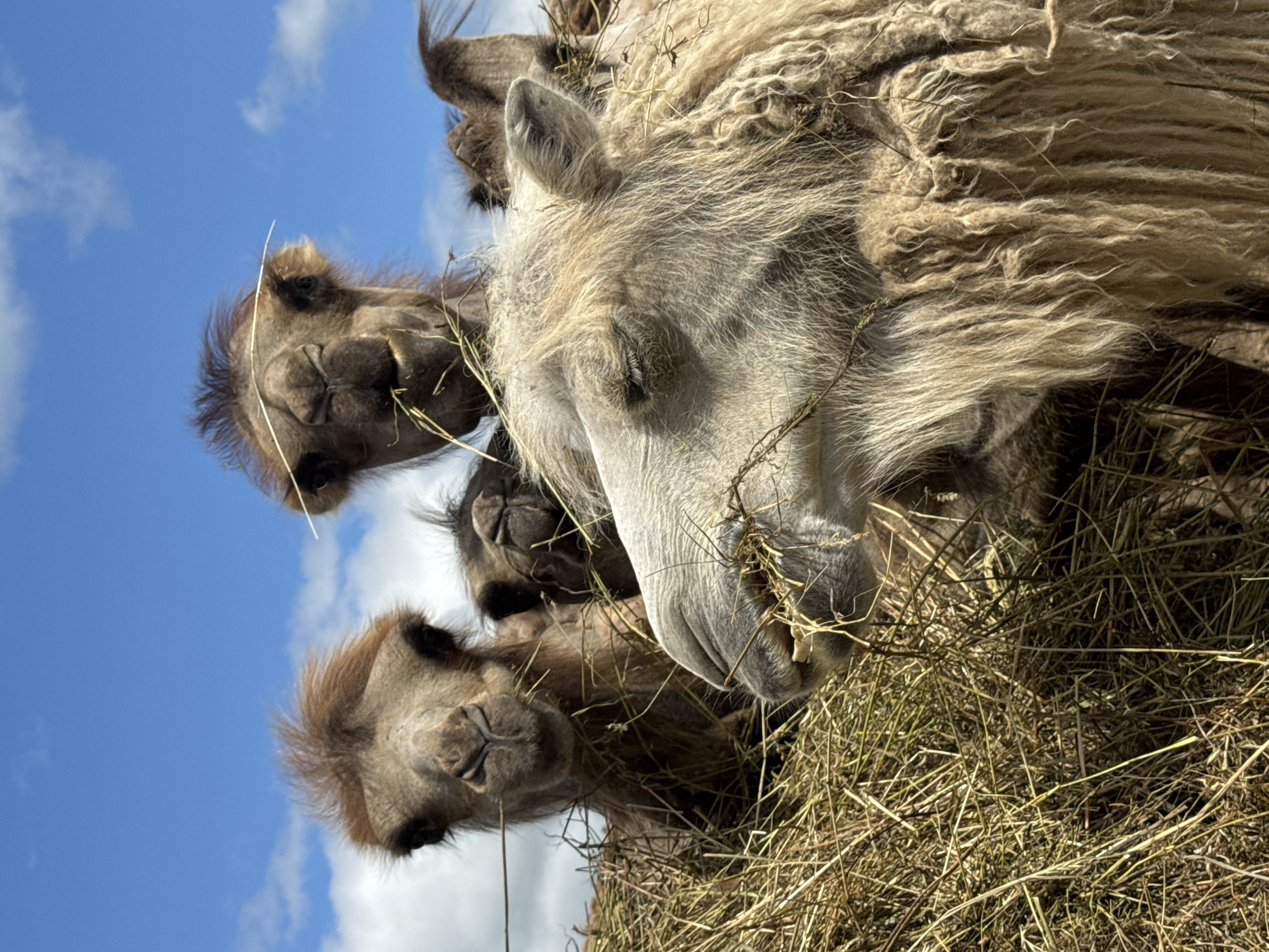 Up close with camels at Tri Ozera on a summer morning
