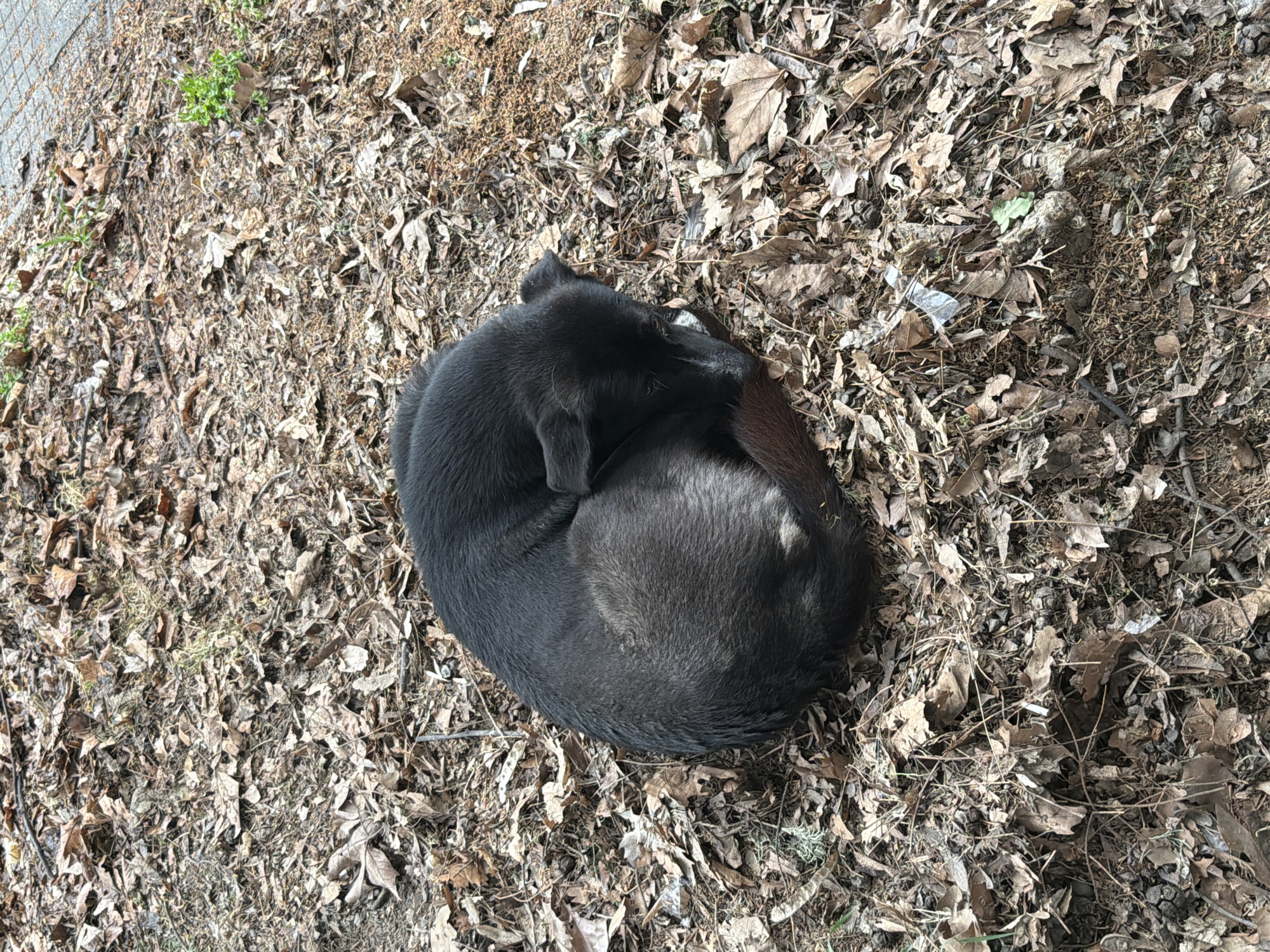 Black dog rests on leaves in Pazardzhik, Bulgaria
