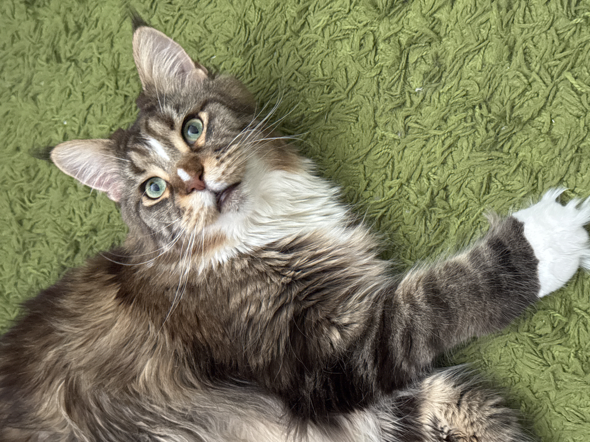 Maine Coon cat lounges and poses on a green carpet in Zelenograd