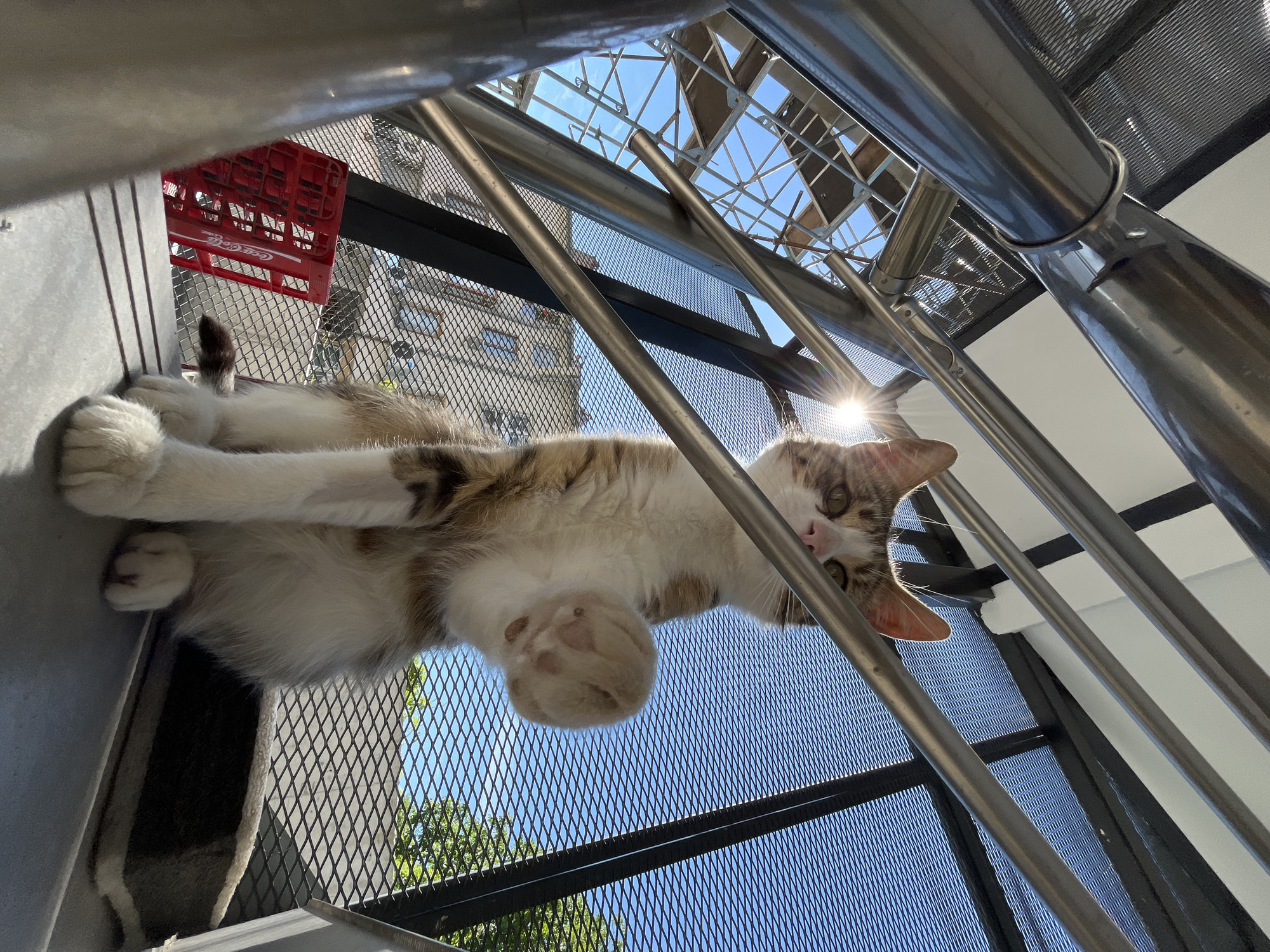 Shumen street cats and a modern restaurant, one morning