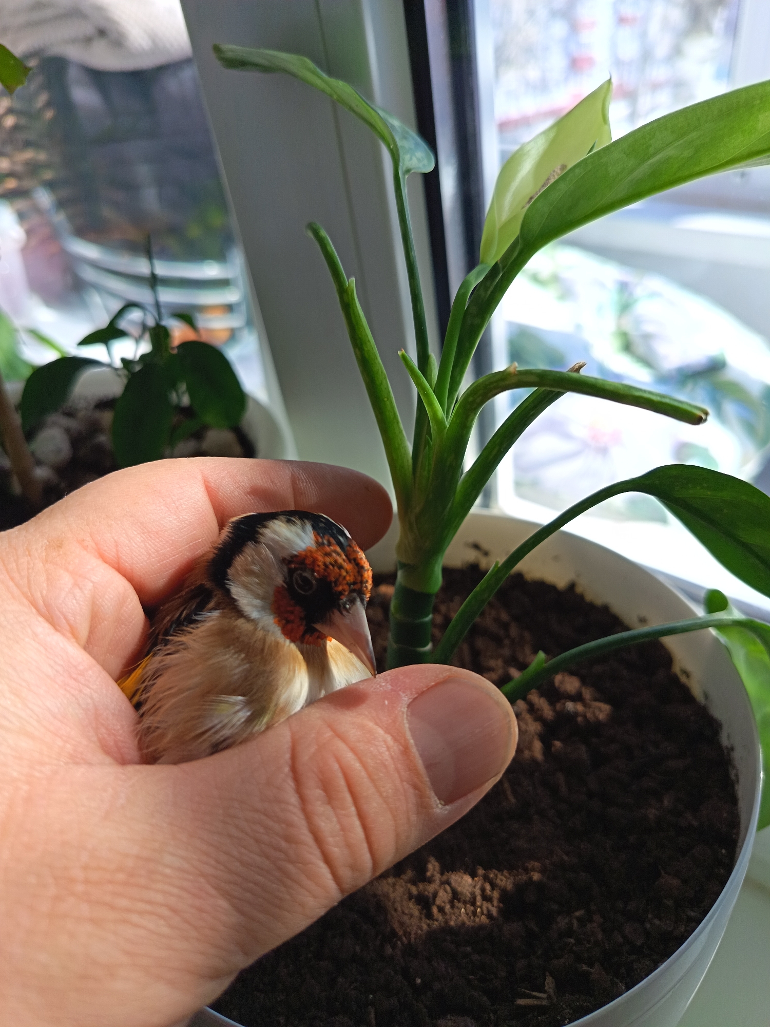 Person holds European goldfinch indoors in Nizhnevartovsk home