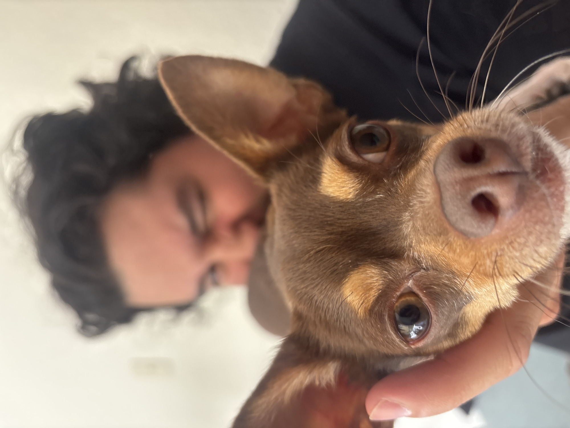 Pet owner shares evening meal with Chihuahua in Puebla