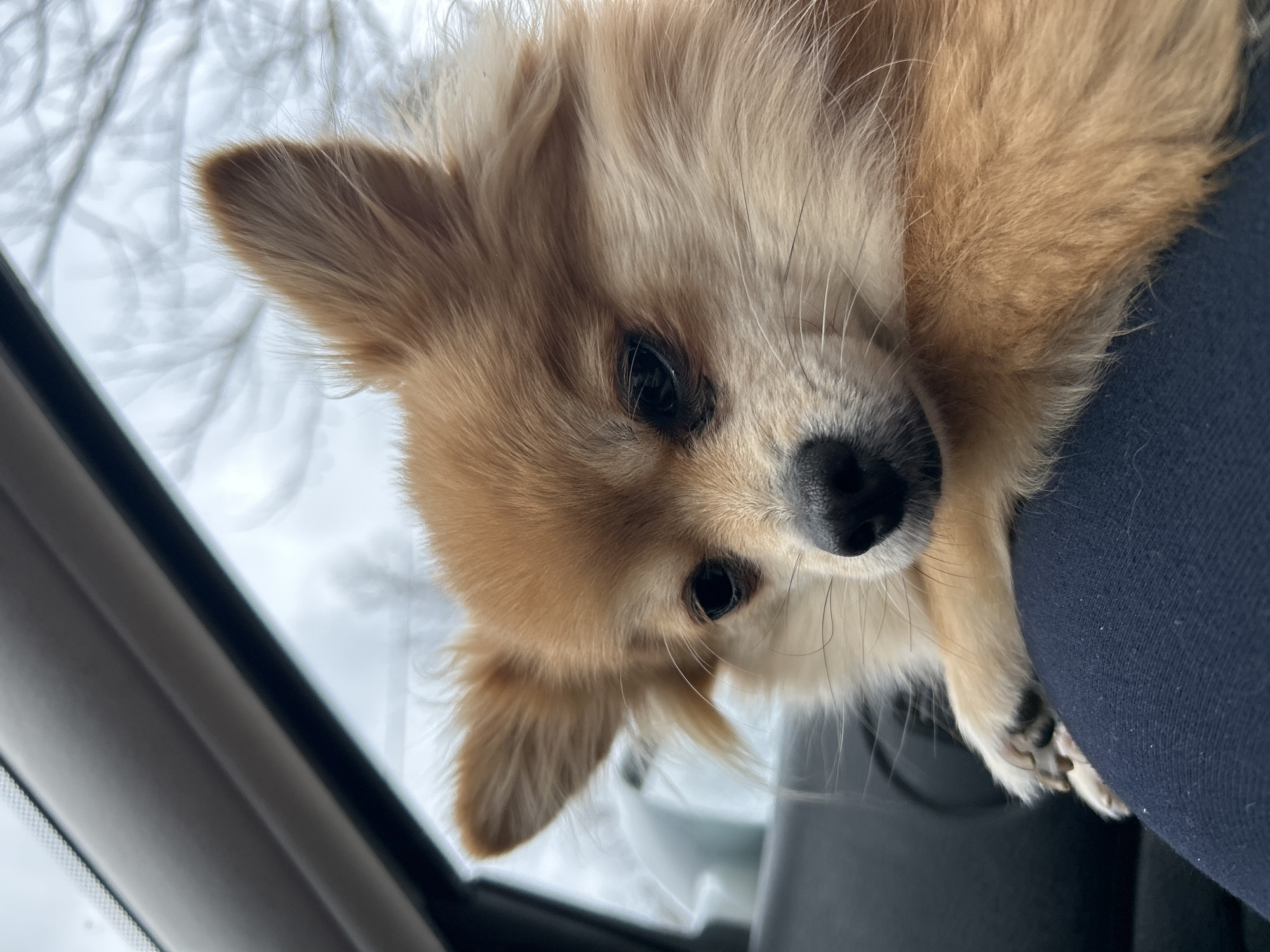 Small dog rests in car during travel in Bulgaria