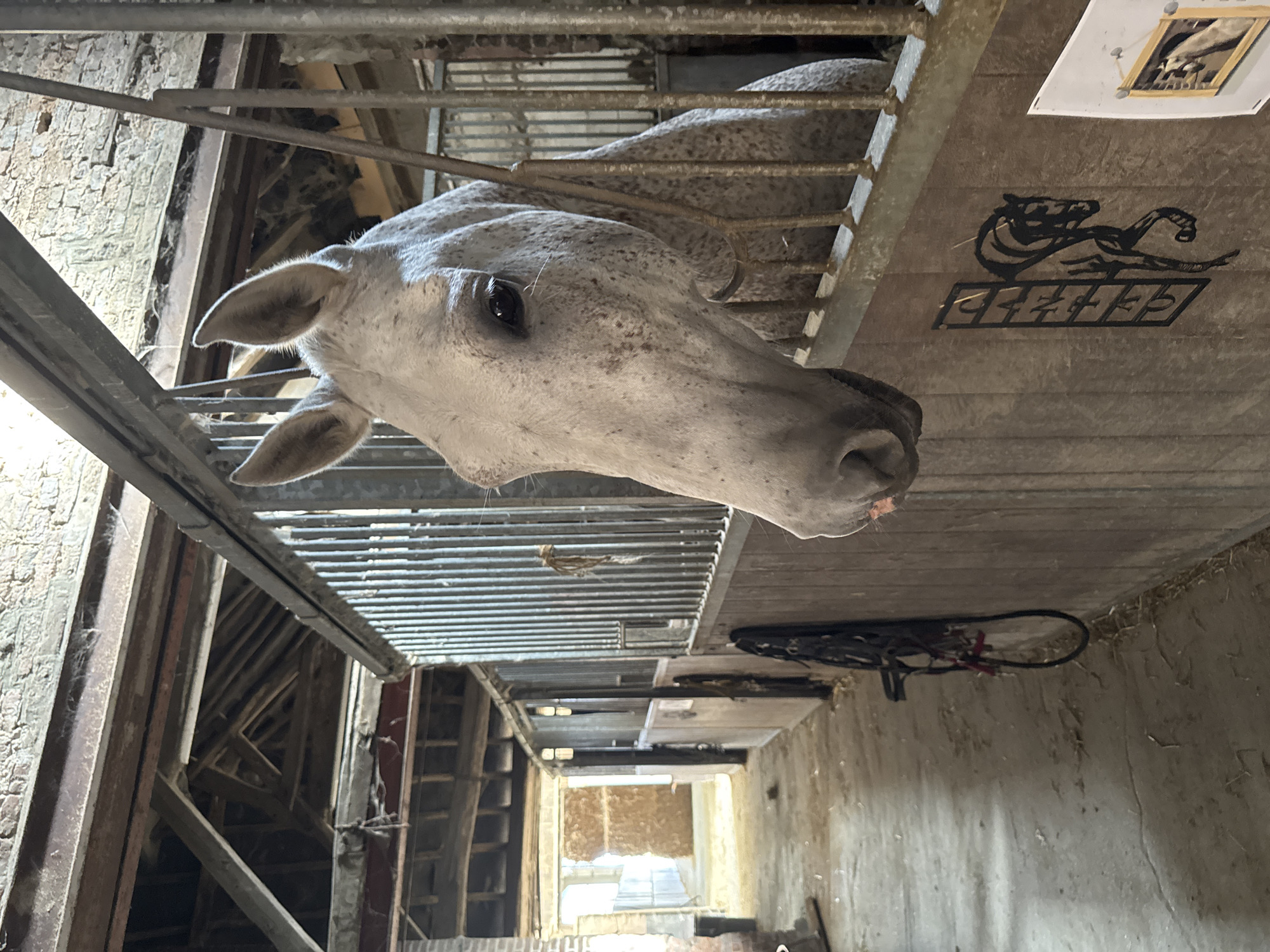 Horses at rest and play in a Belgian stable and arena
