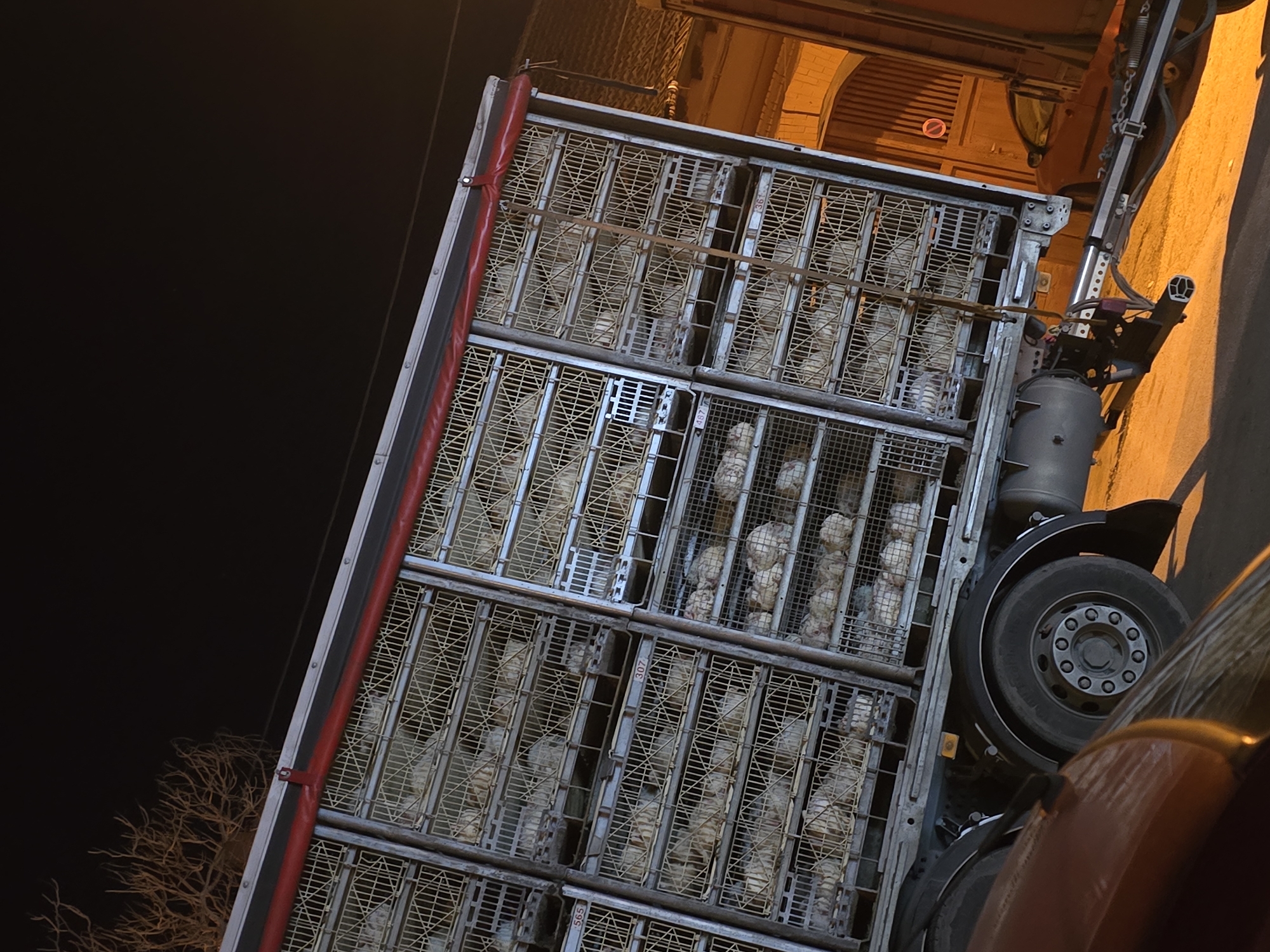 Chicken transport truck spotted in Samovodene, Bulgaria