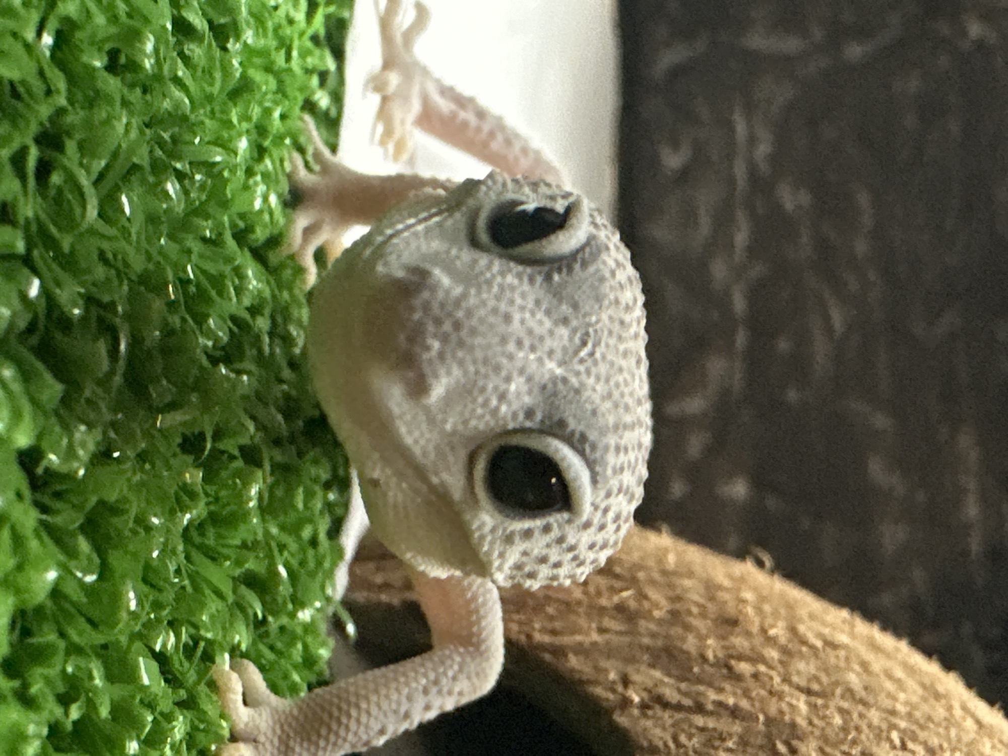 Leopard gecko explores its enclosure, from grass to coconut hide