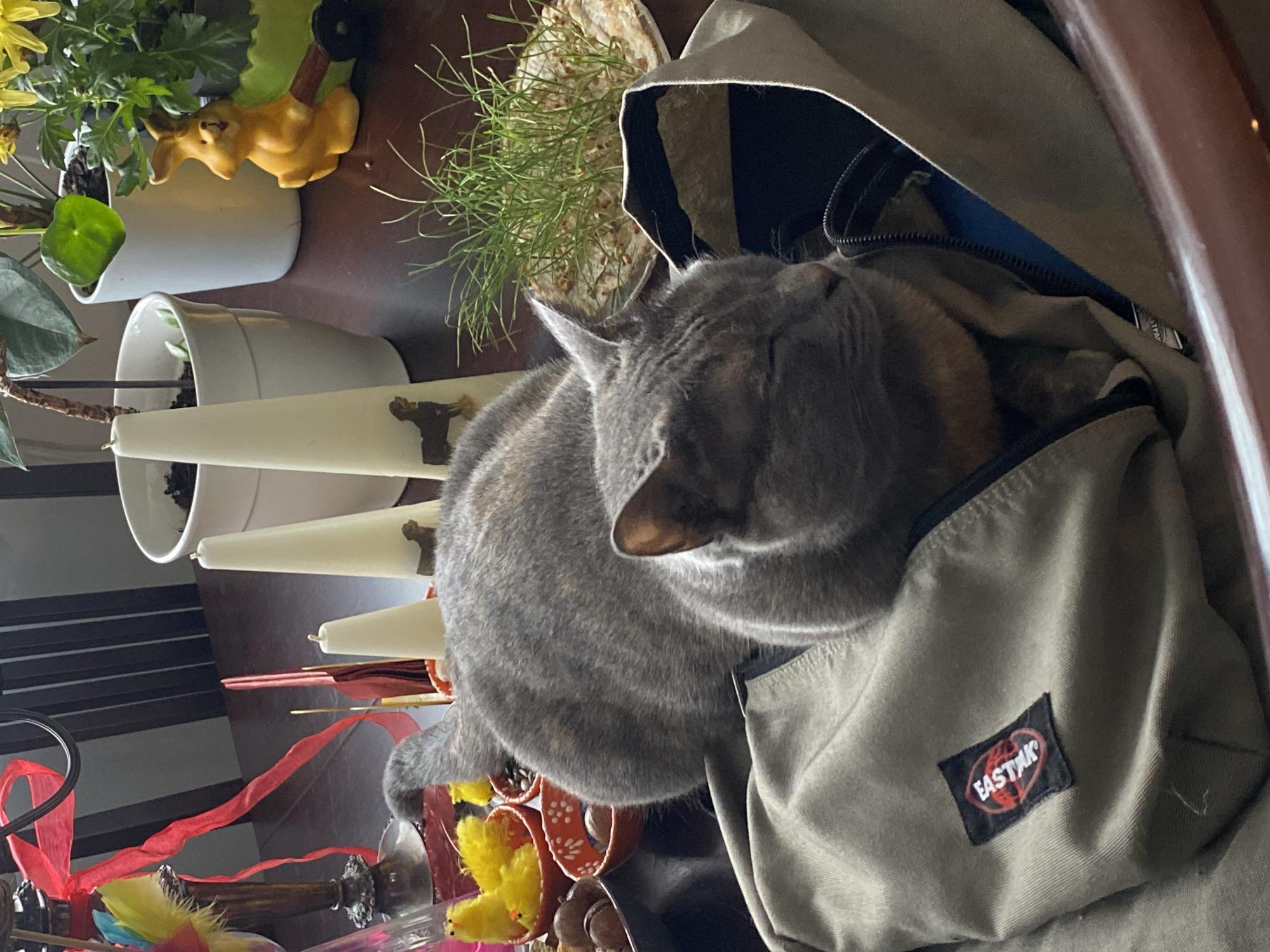 Quiet domestic moments with cats and flowers in Björklinge