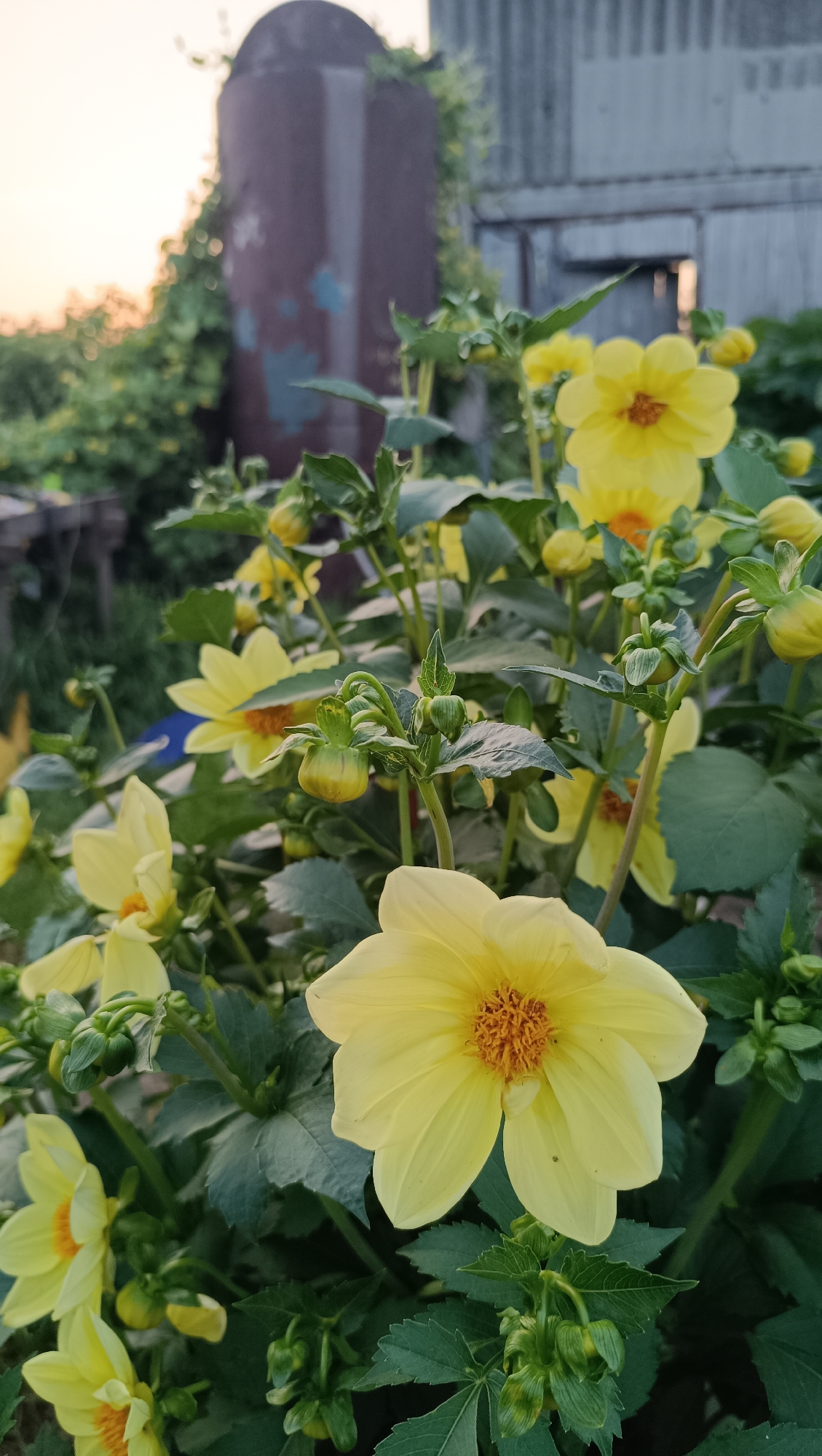 Karsha garden in full summer bloom, bees and all