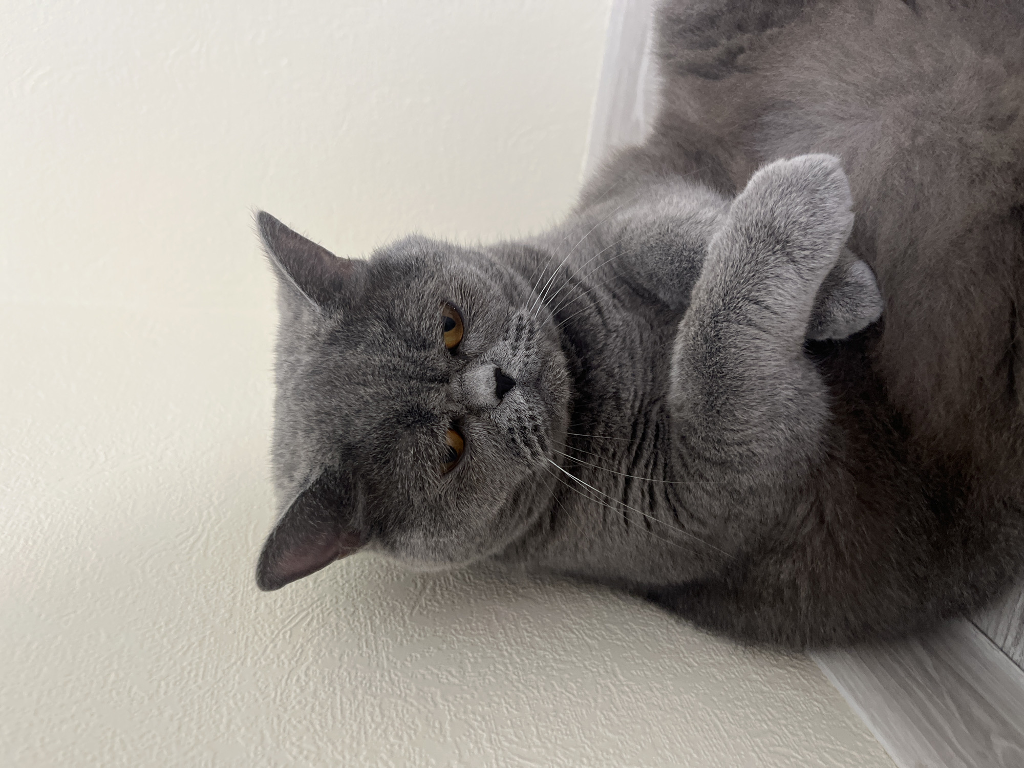Grey British Shorthair cat observed lounging and grooming indoors