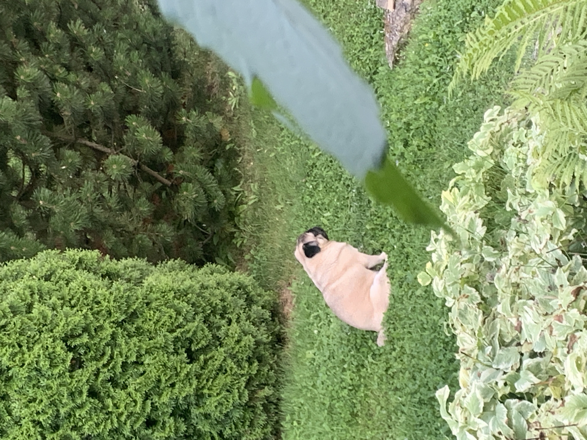 Pug explores streets and green spaces in Sergeevo
