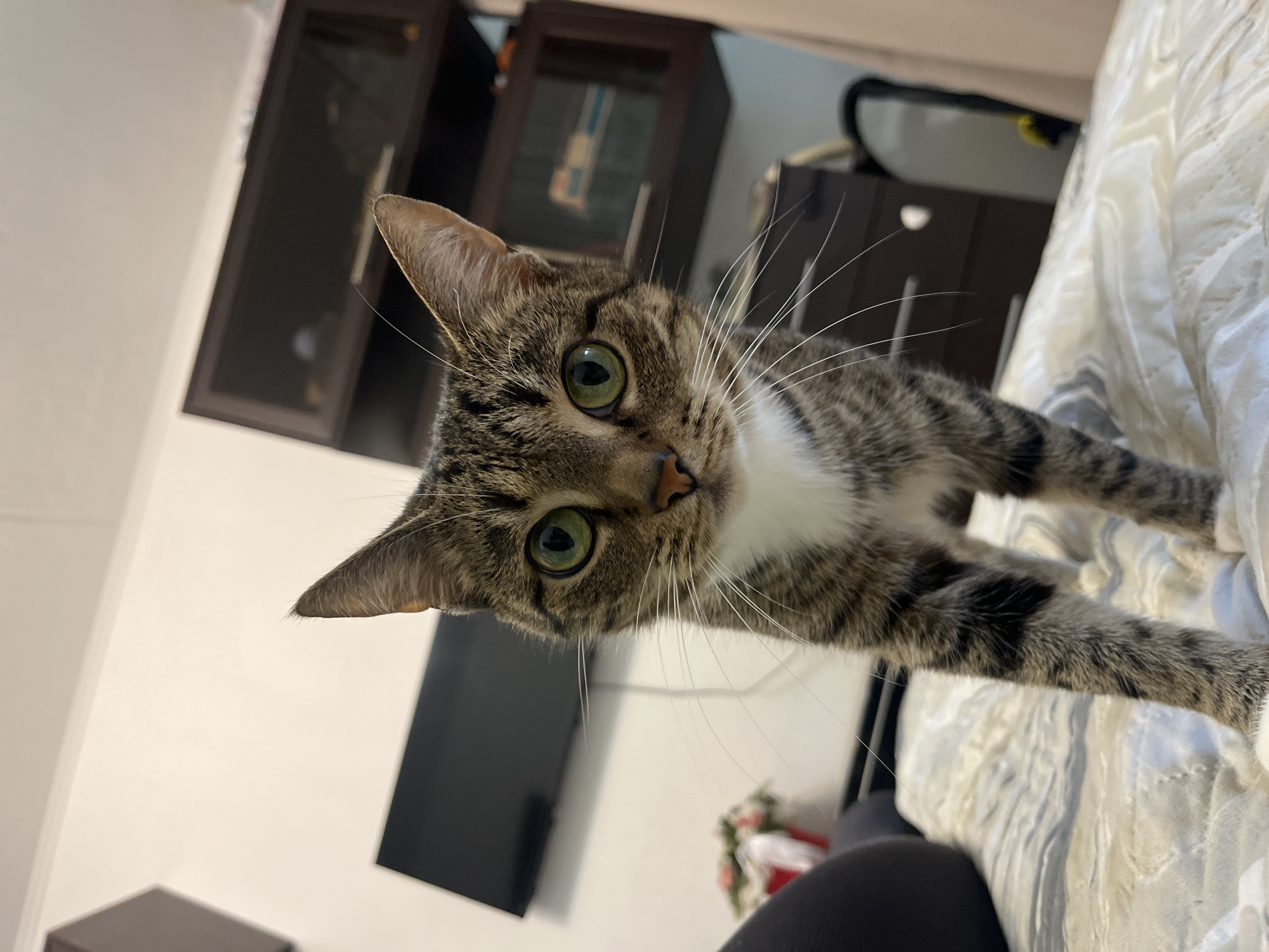 Tabby cat at home in Tolyatti, with glimpses of the neighborhood outside