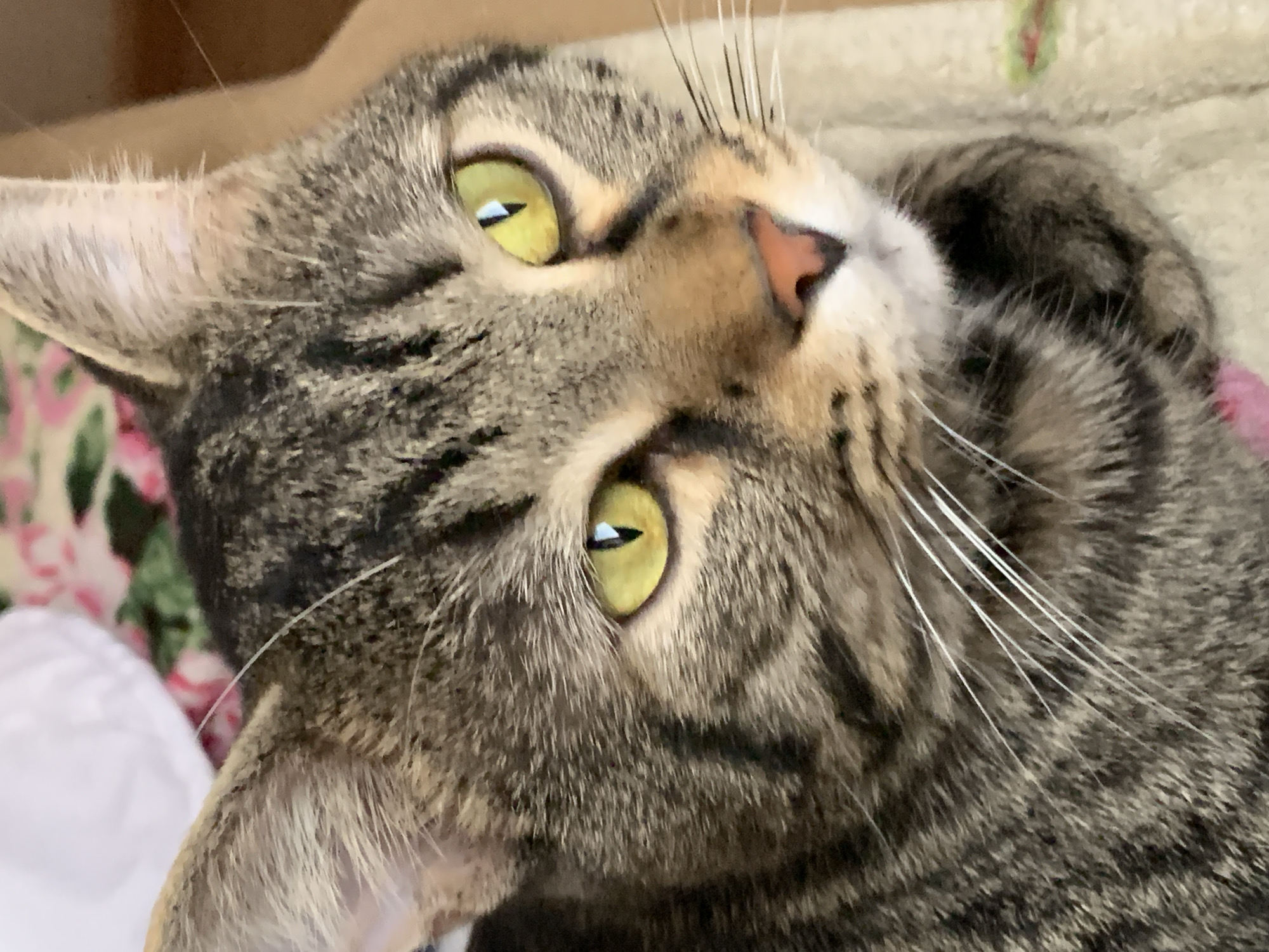 Tabby cat lounges by the window, very unbothered
