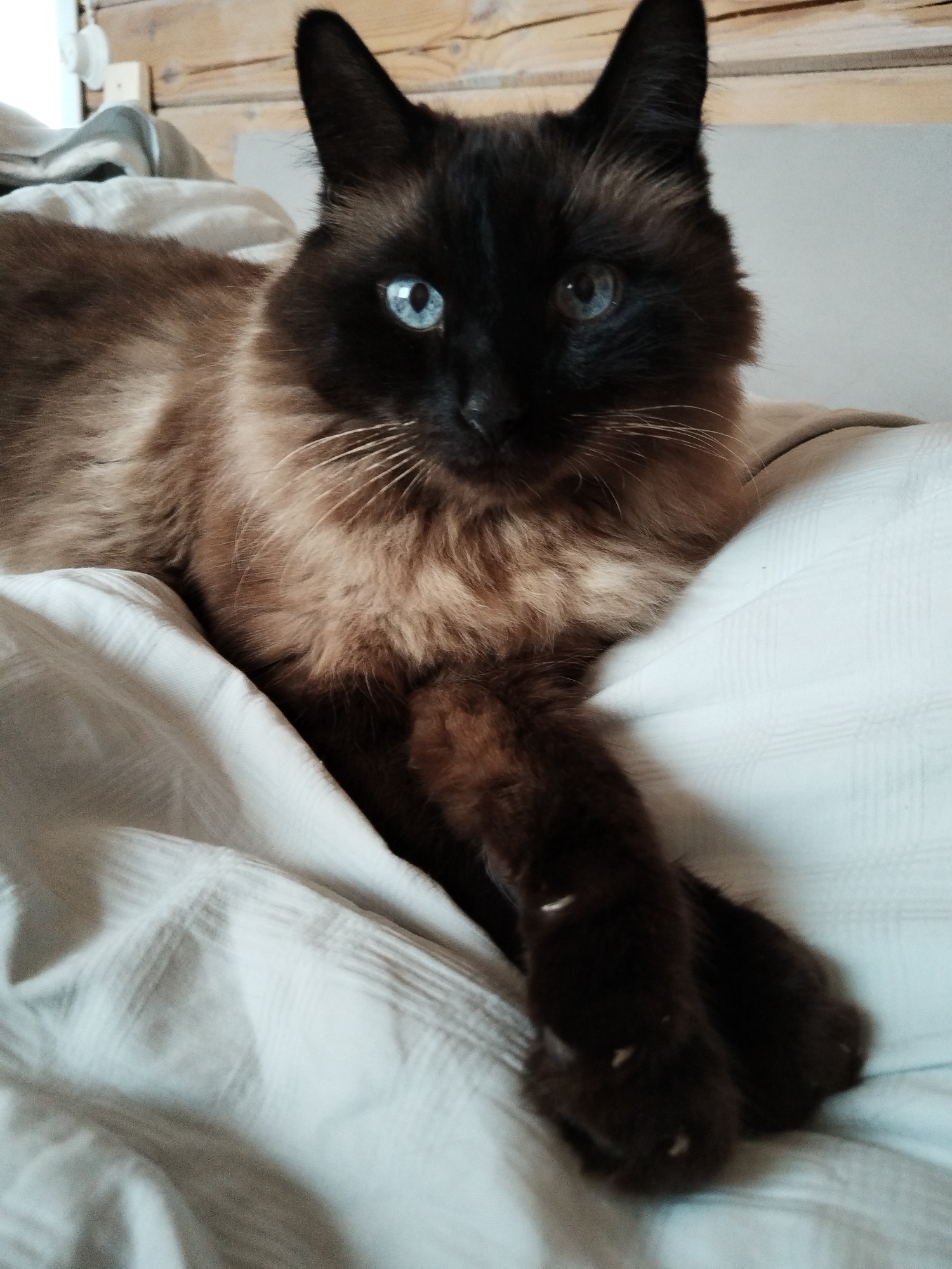Siamese cat lounging on a white bedspread in Russia