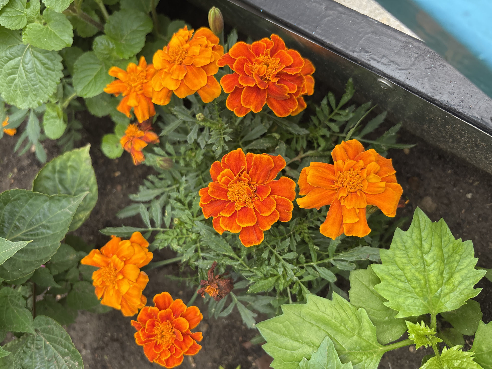 Garden flowers and construction sites in Blagoveshchensk, Russia