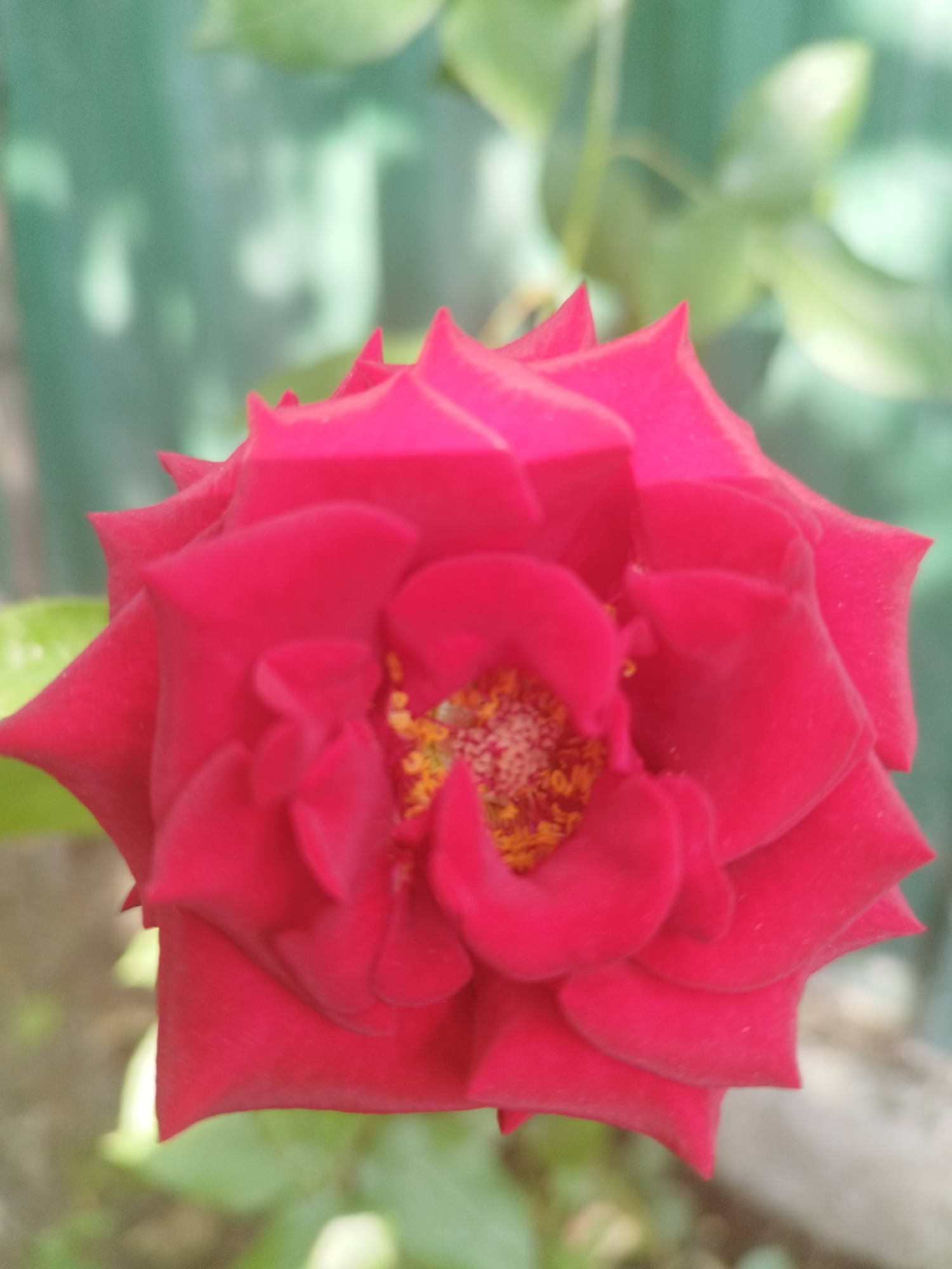Close-up garden flower series spanning roses, lilies, and more