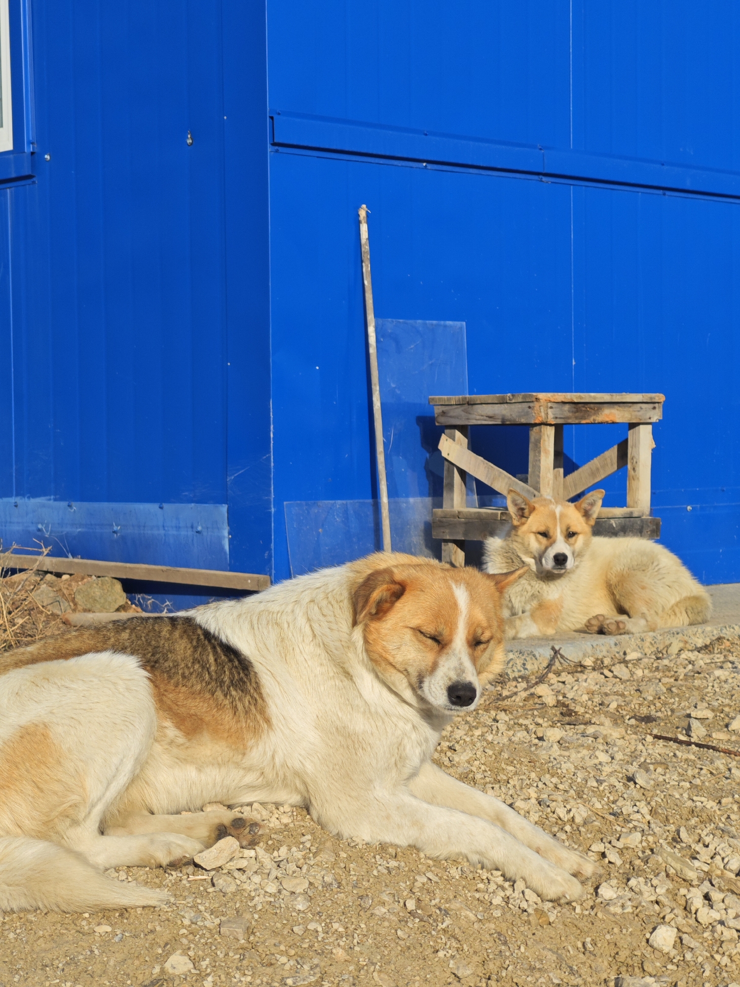 Dogs rest outside blue building in Russia