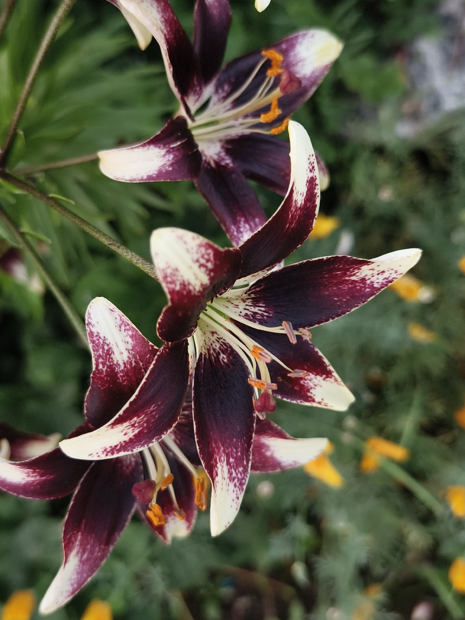Summer garden flowers in close-up, Semyletka, Russia