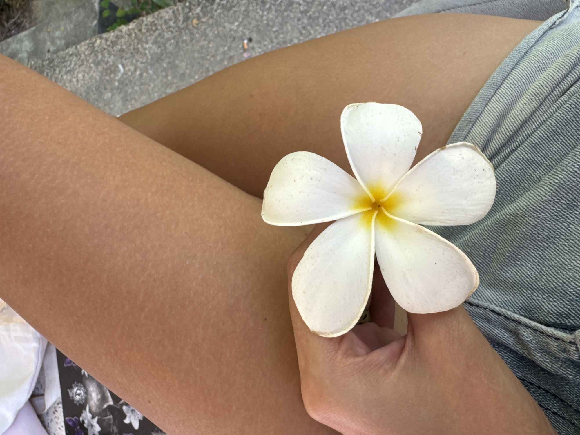Person holds plumeria flower while sitting outdoors in Kathu