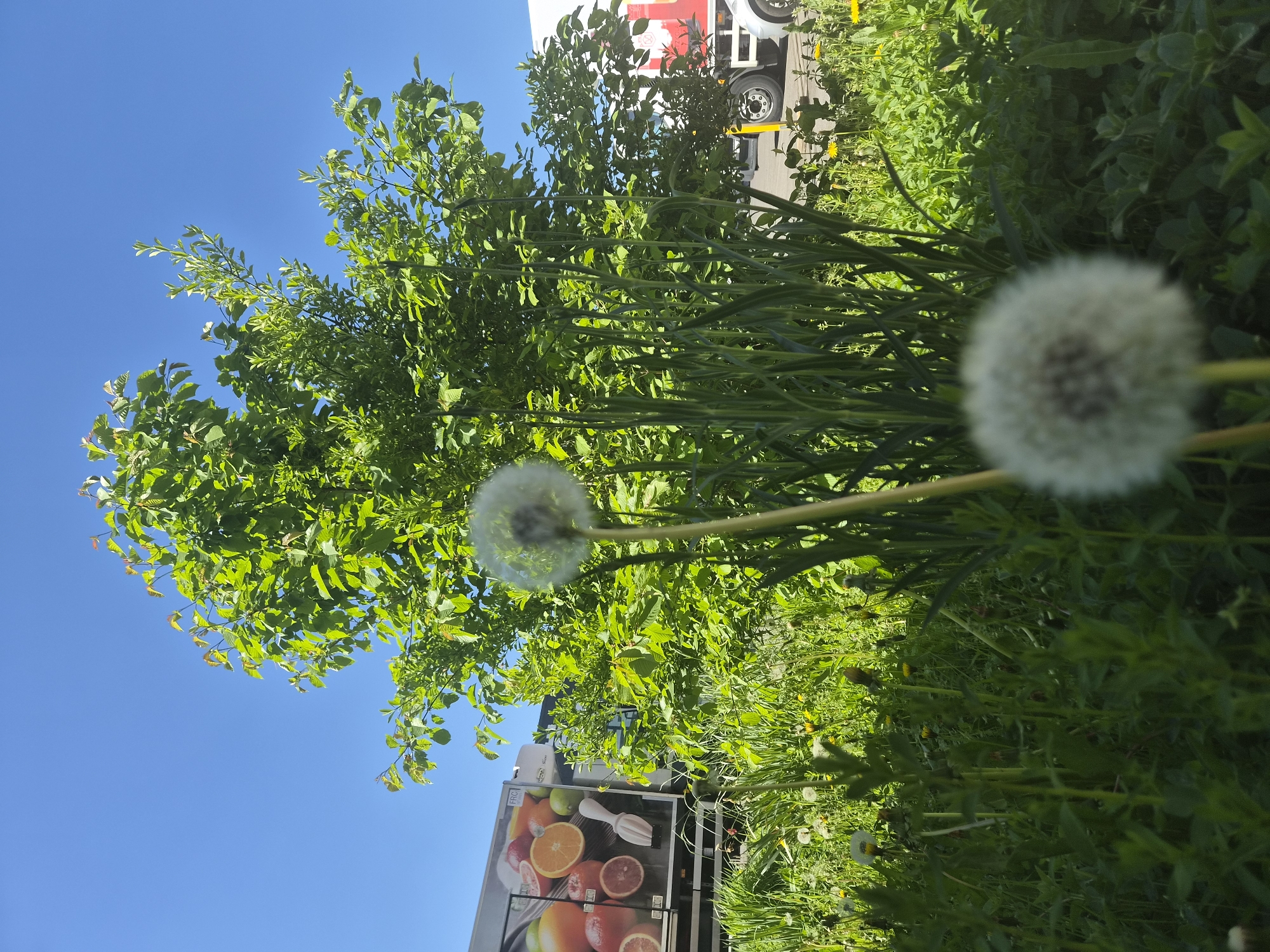 Spring dandelions and workshop activity observed in Leudelange