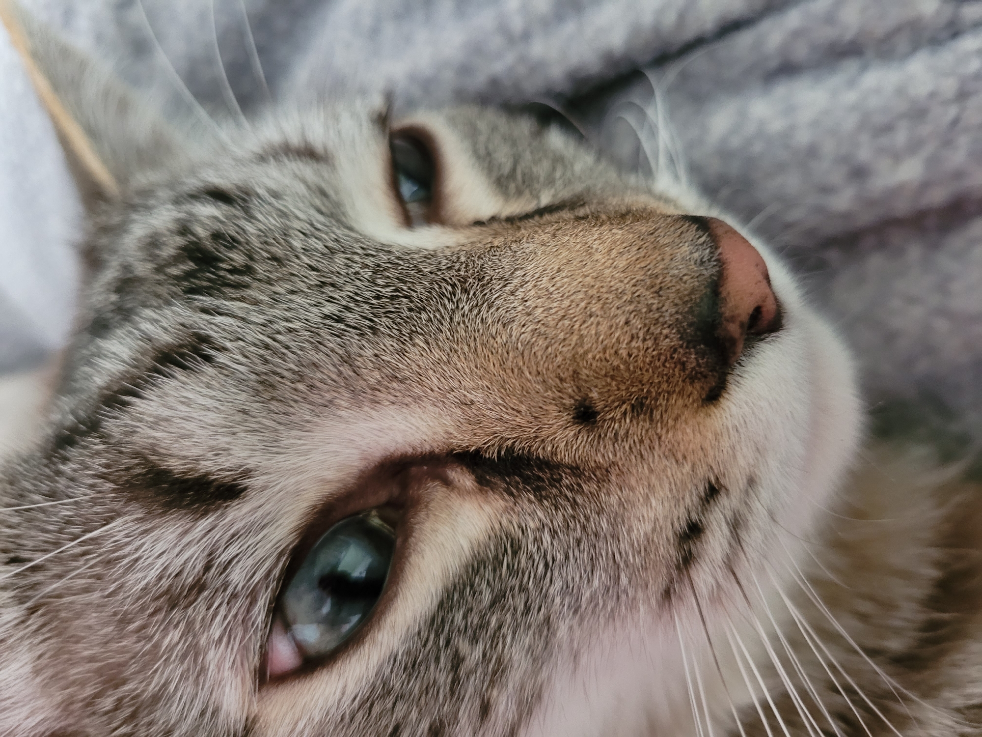 Lazy afternoon with a tabby cat in Kyiv apartment