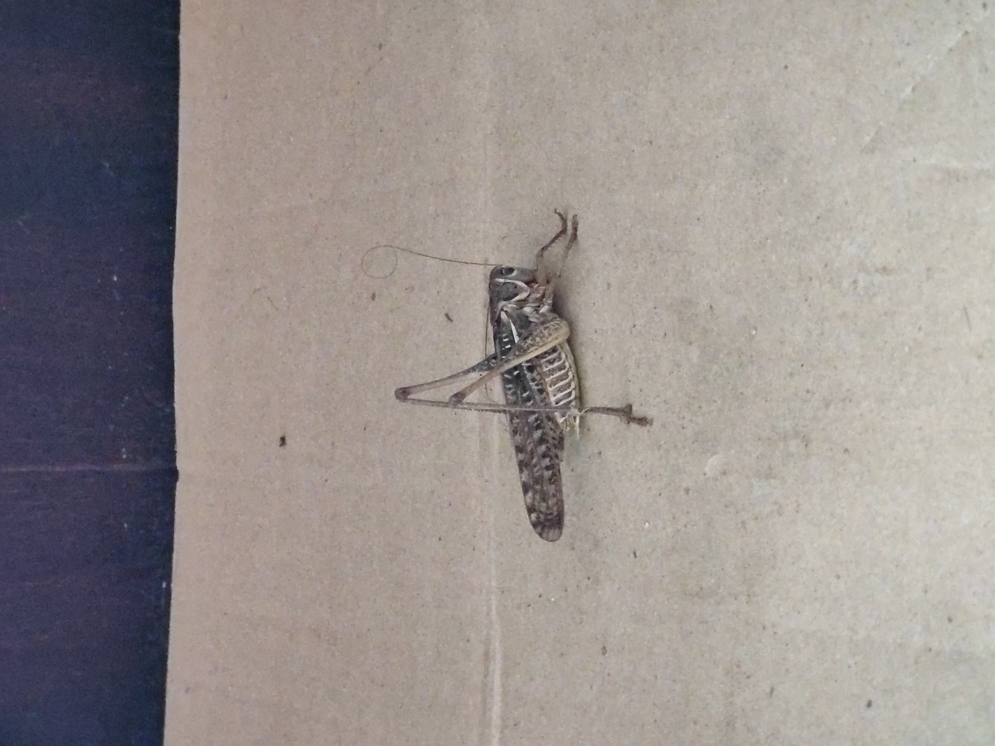 Grasshopper on concrete, Tervel, Bulgaria